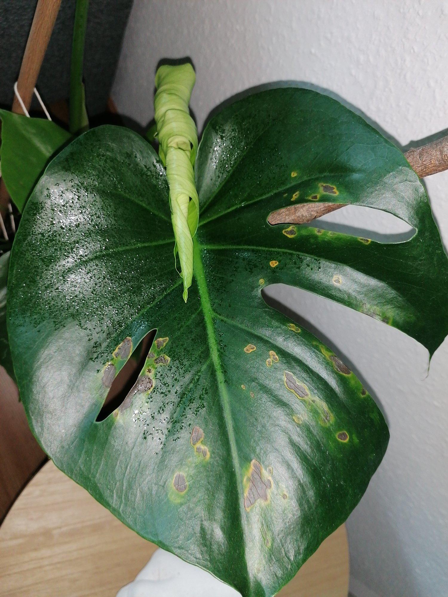 Monstera Braune Flecken mit gelbem Rand