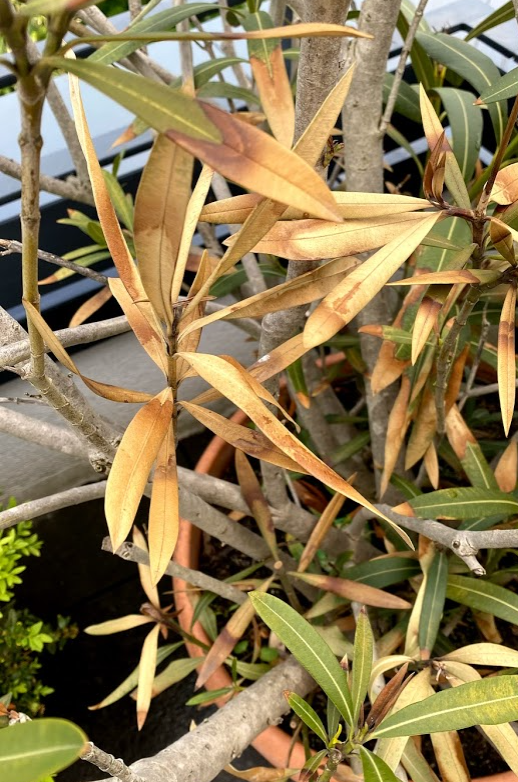 Olivenbaum und Oleander nach Winter gelb, braun keine Erholung in Sicht
