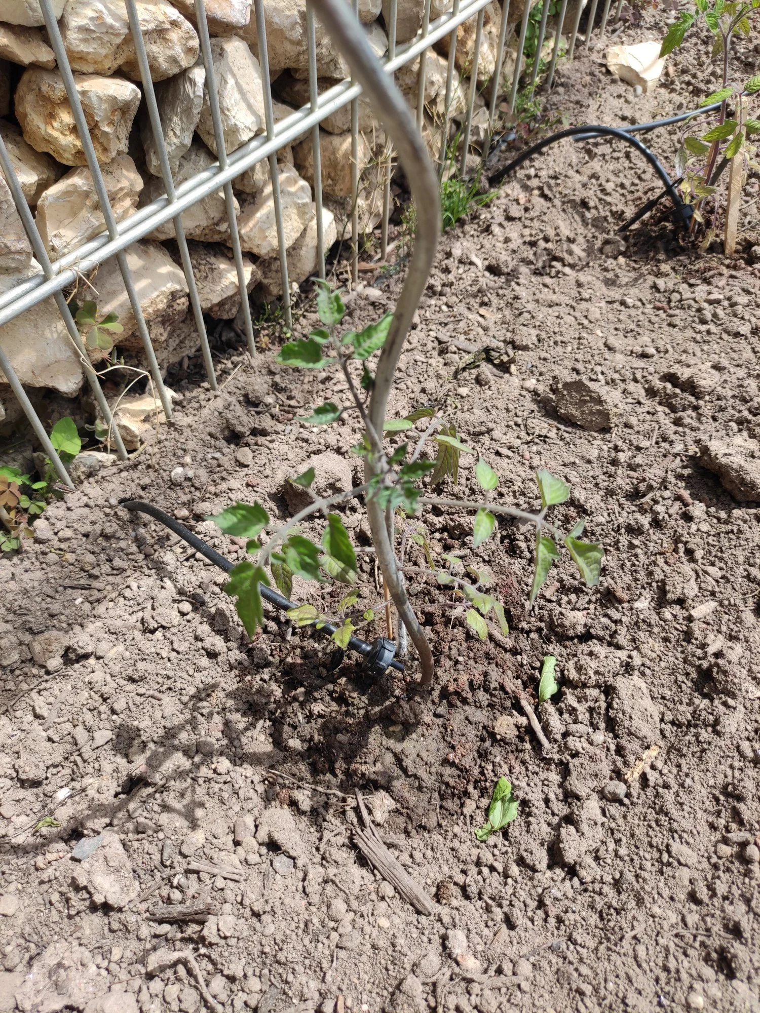 Tomaten wollen nicht weiter wachsen