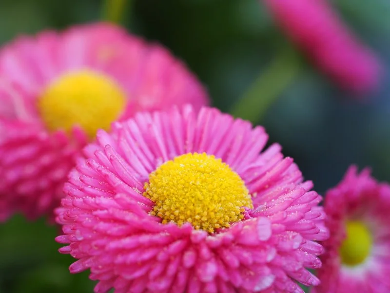 1667148-ed3daec459bd80a883196d6d8eb90028.webp