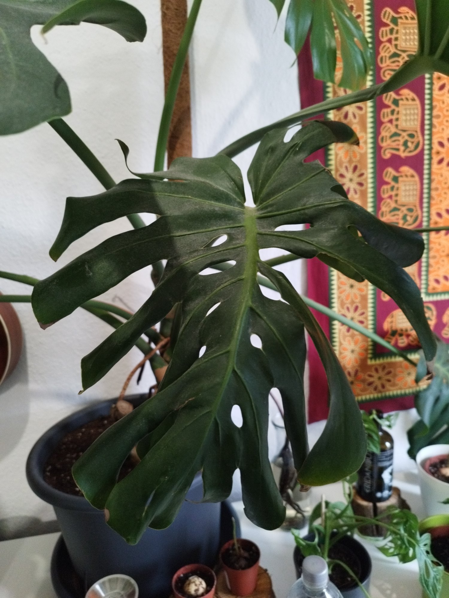 Monstera Rollt Blatter Ein