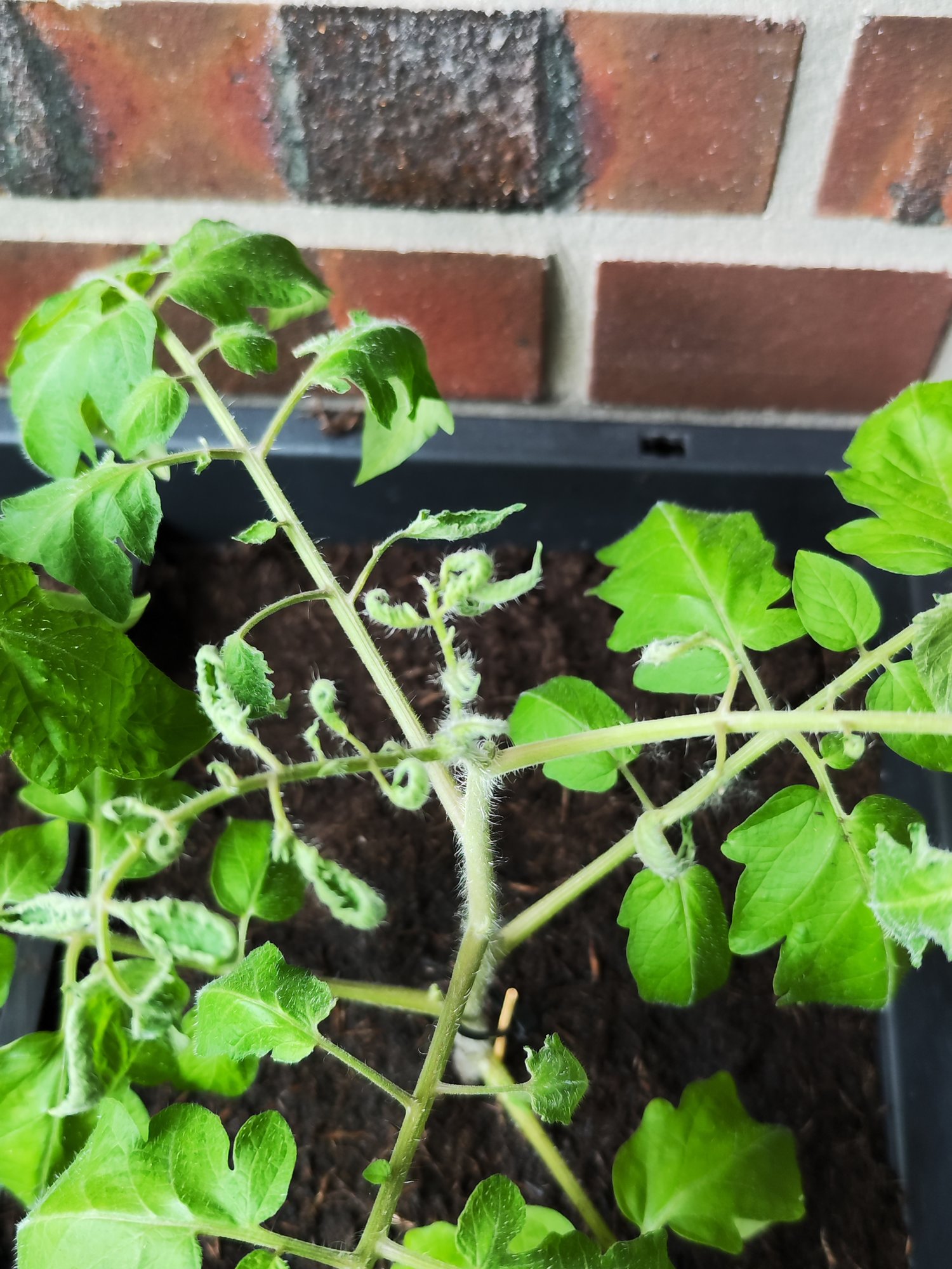 Obere Tomatenblätter rollen sich ein