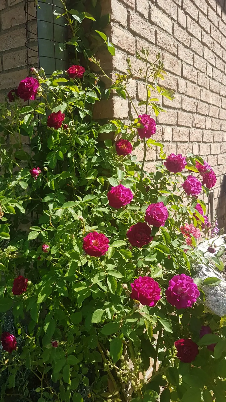 1780600139214.webp