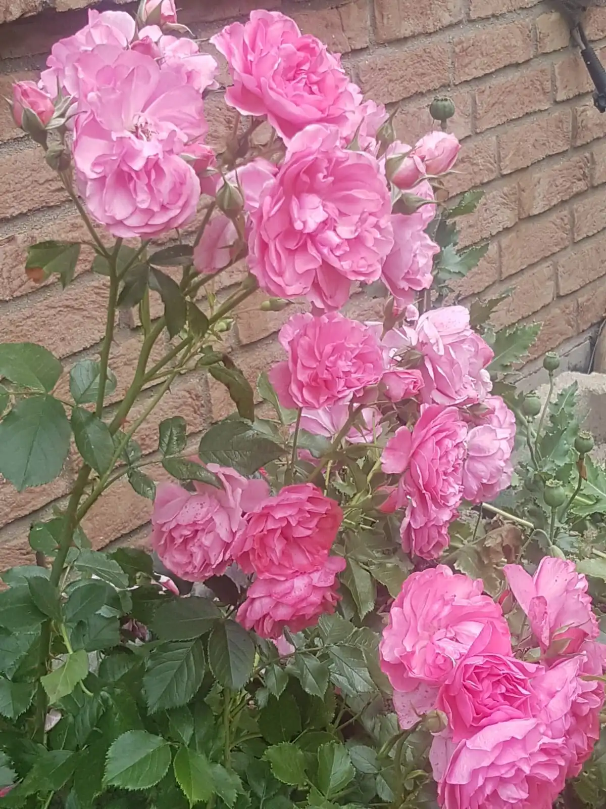1781108926577.webp