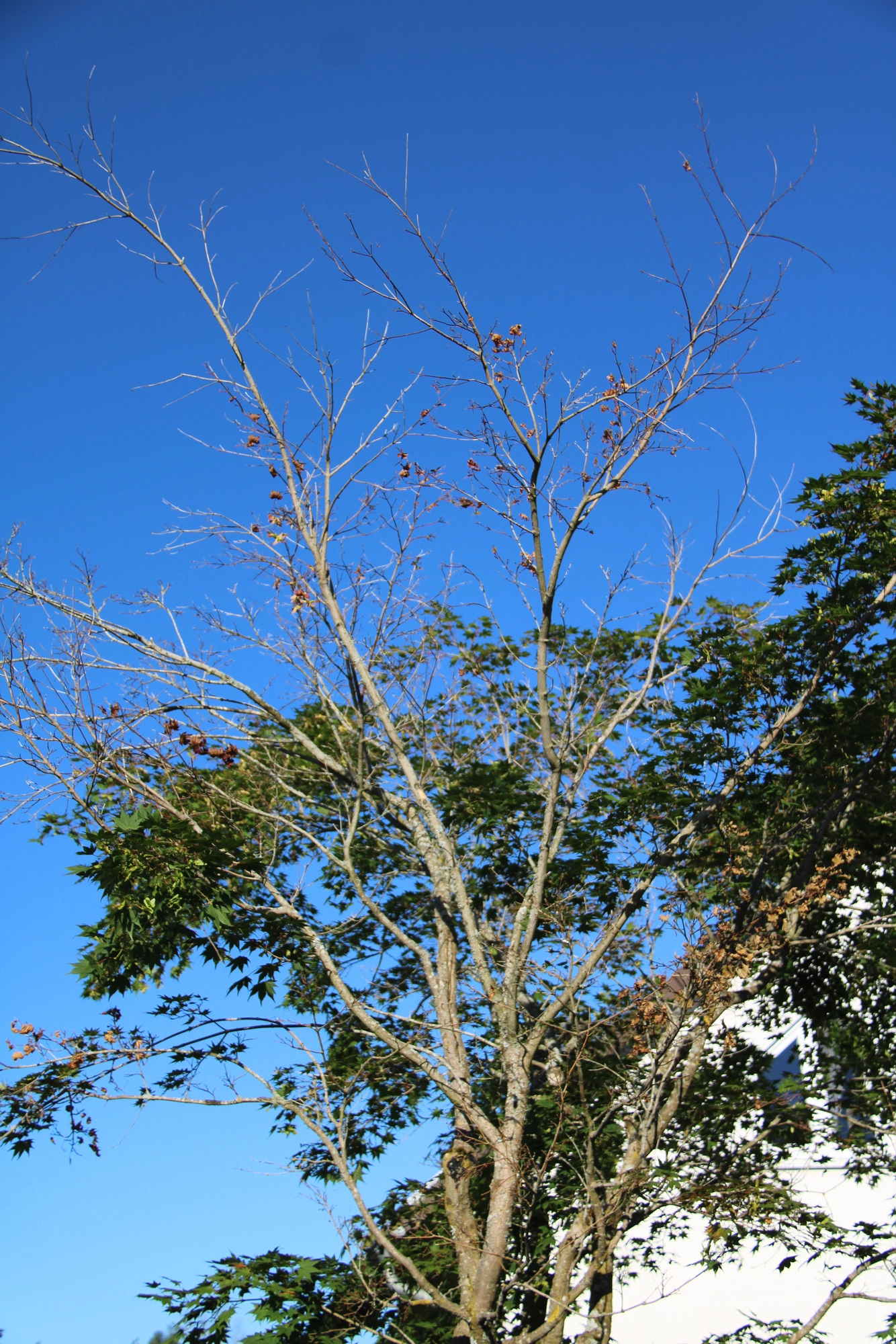 1781278083216.webp