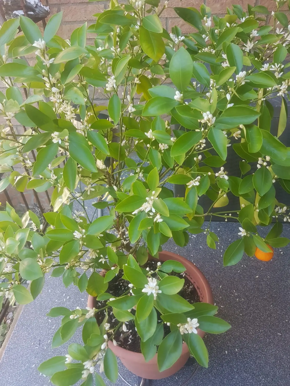 1786905211127.webp