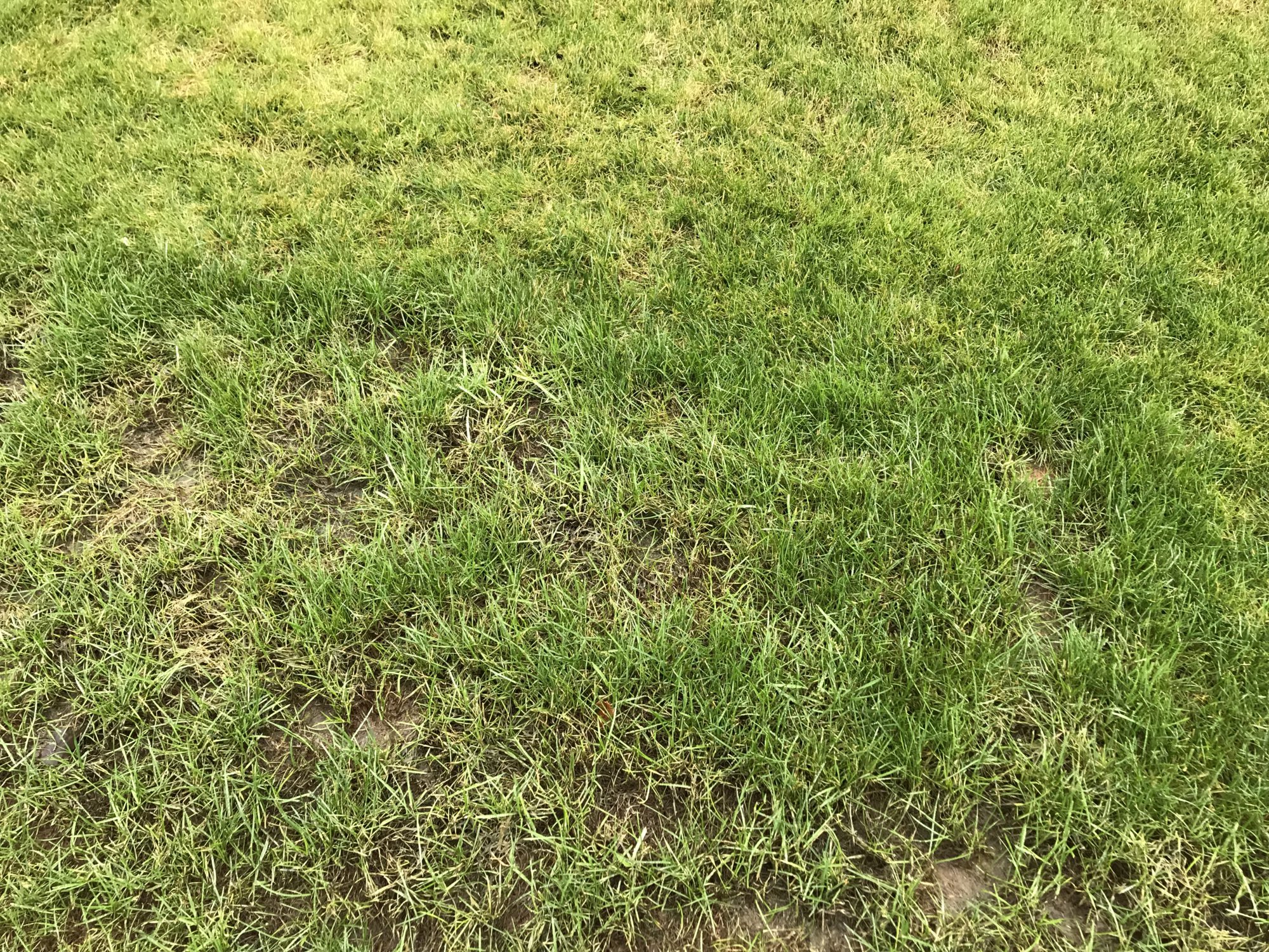 Rasen wird dünn und am Boden matschig?