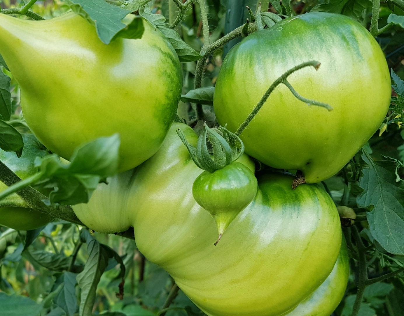 190819 Tomatenmonster.webp