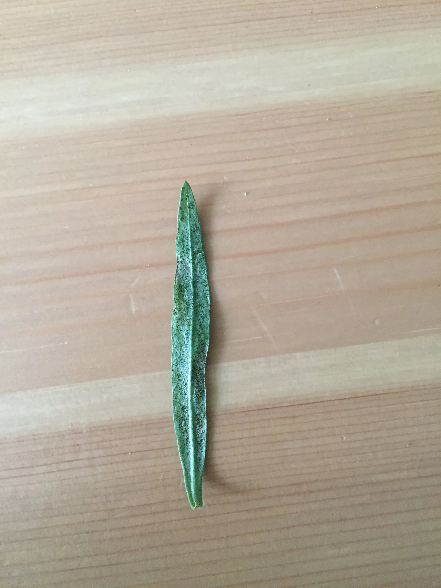 1AC57350-4CE7-4AA4-8076-99A781DAE038.webp 1AC57350-4CE7-4AA4-8076-99A781DAE038.webp