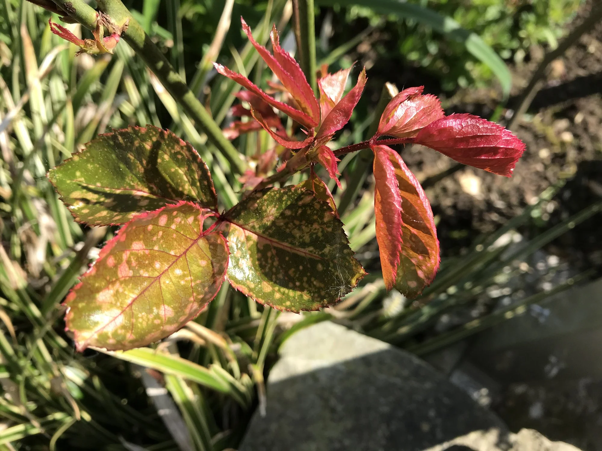 Blätter meiner Rosen werden weiß warum?