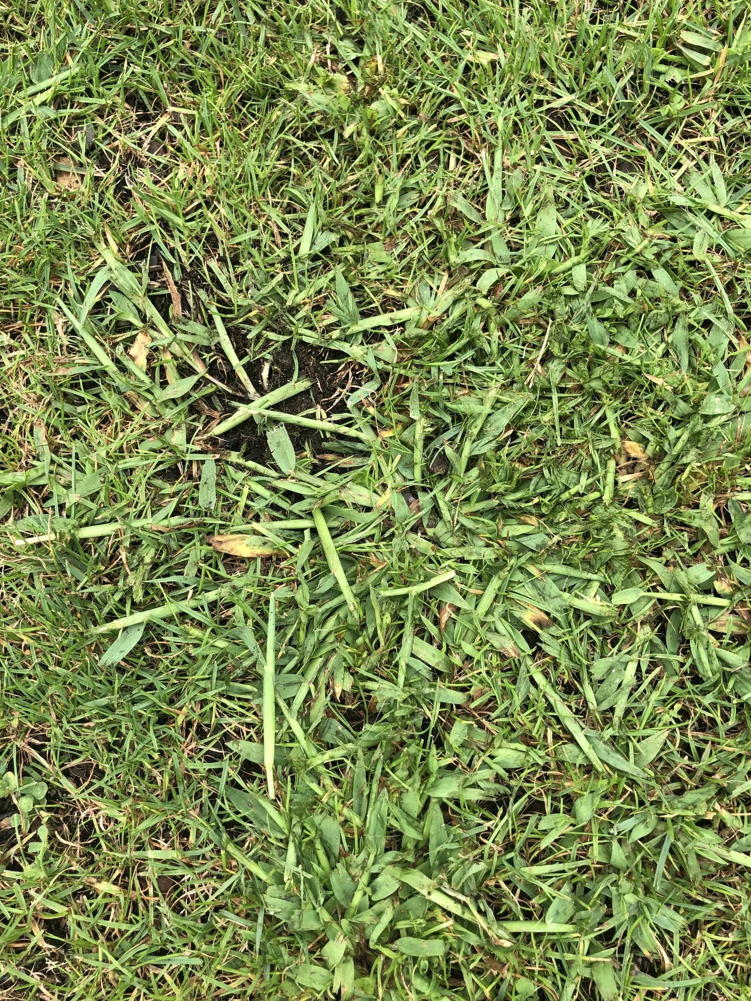Welches Gras wächst in meinem Rasen?