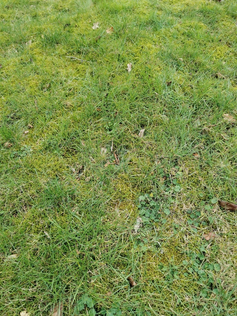 RasenNeuanlage mit viel Moos und Unkraut