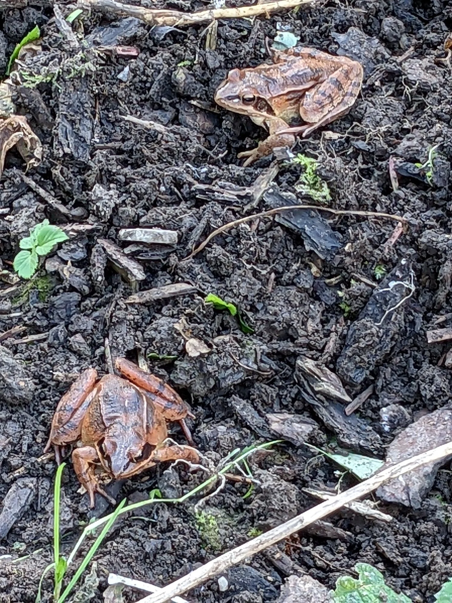 2 Grasfrösche.webp
