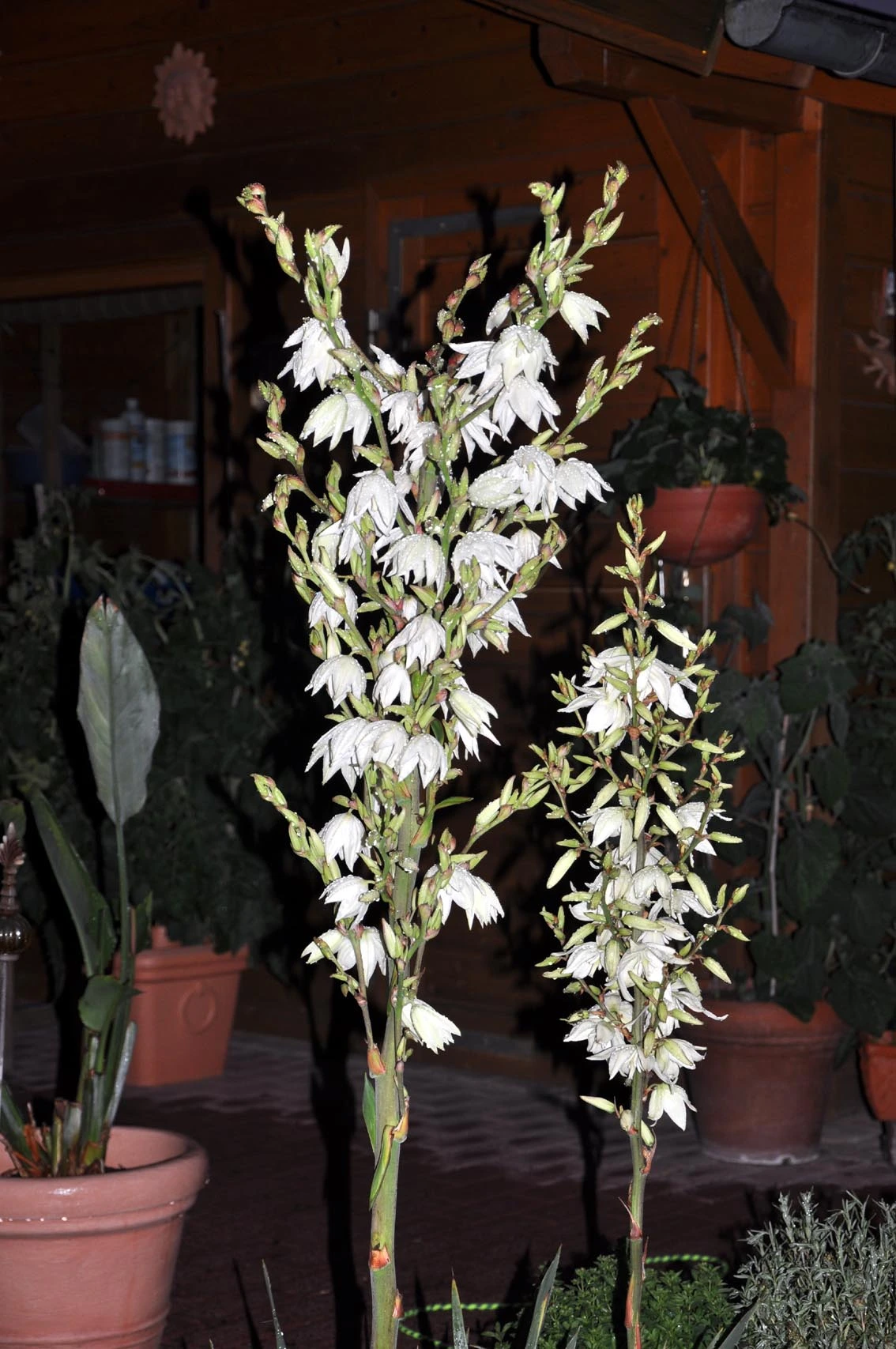 Yucca Filamentosa nach Blüte?