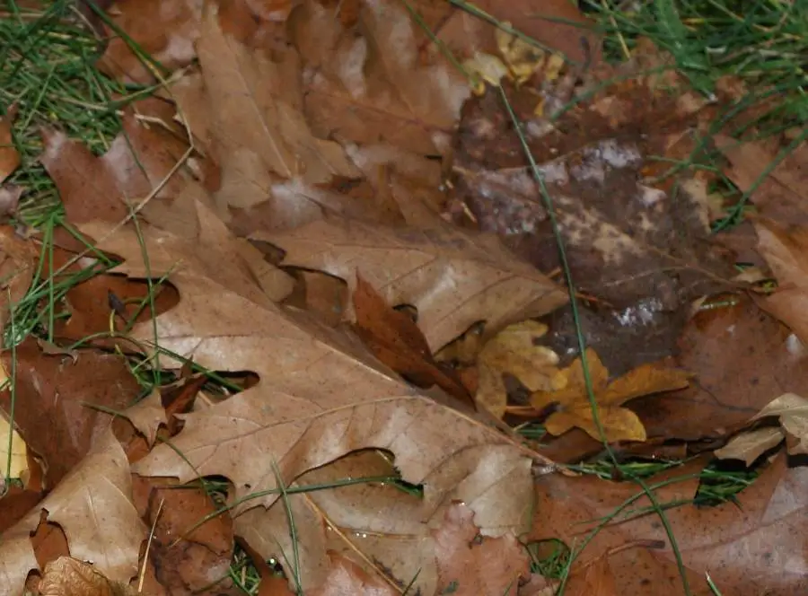 Welcher Baum hat solche Blätter?