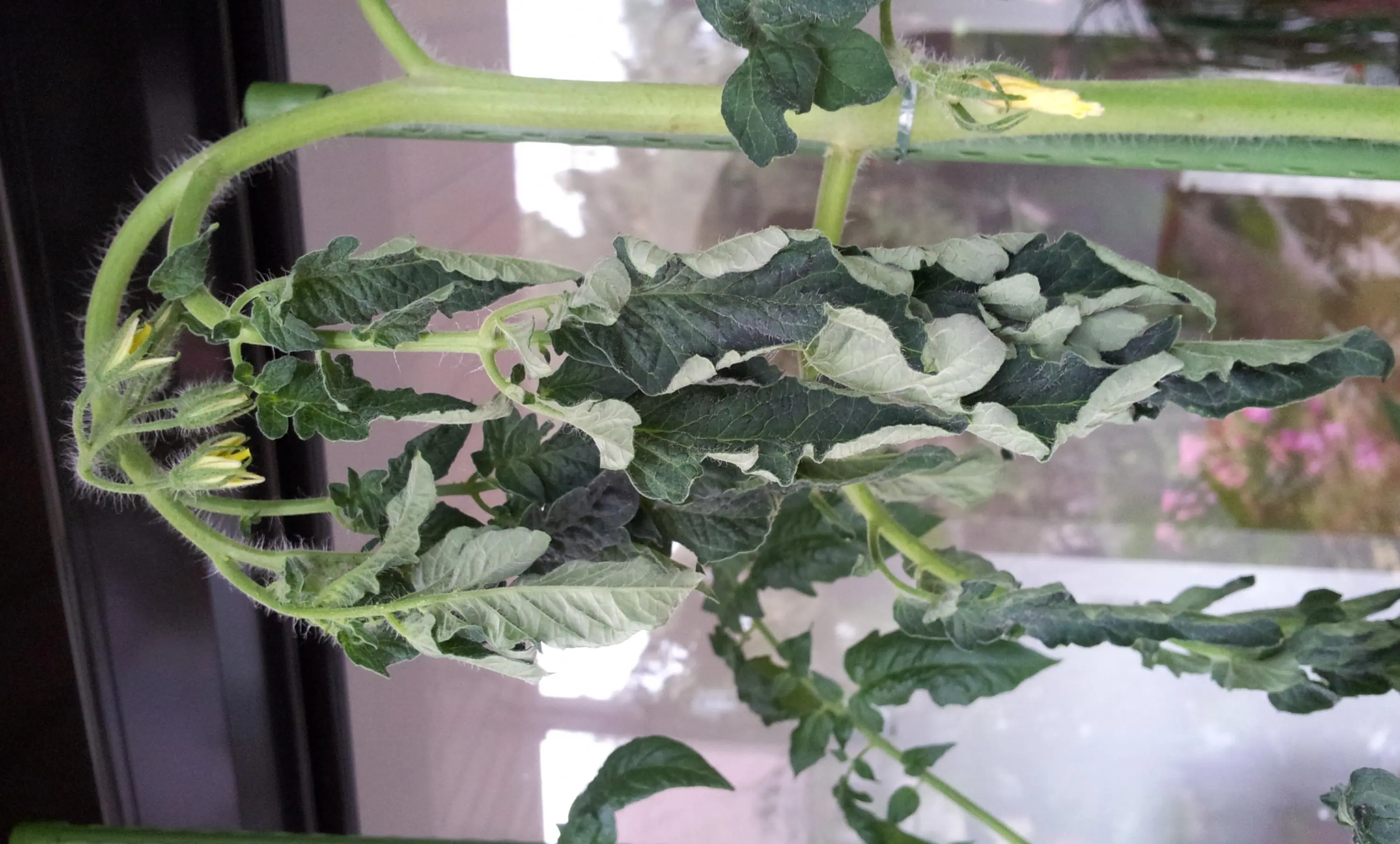 Tomaten lassen Blätter hängen und gehen dann ein....