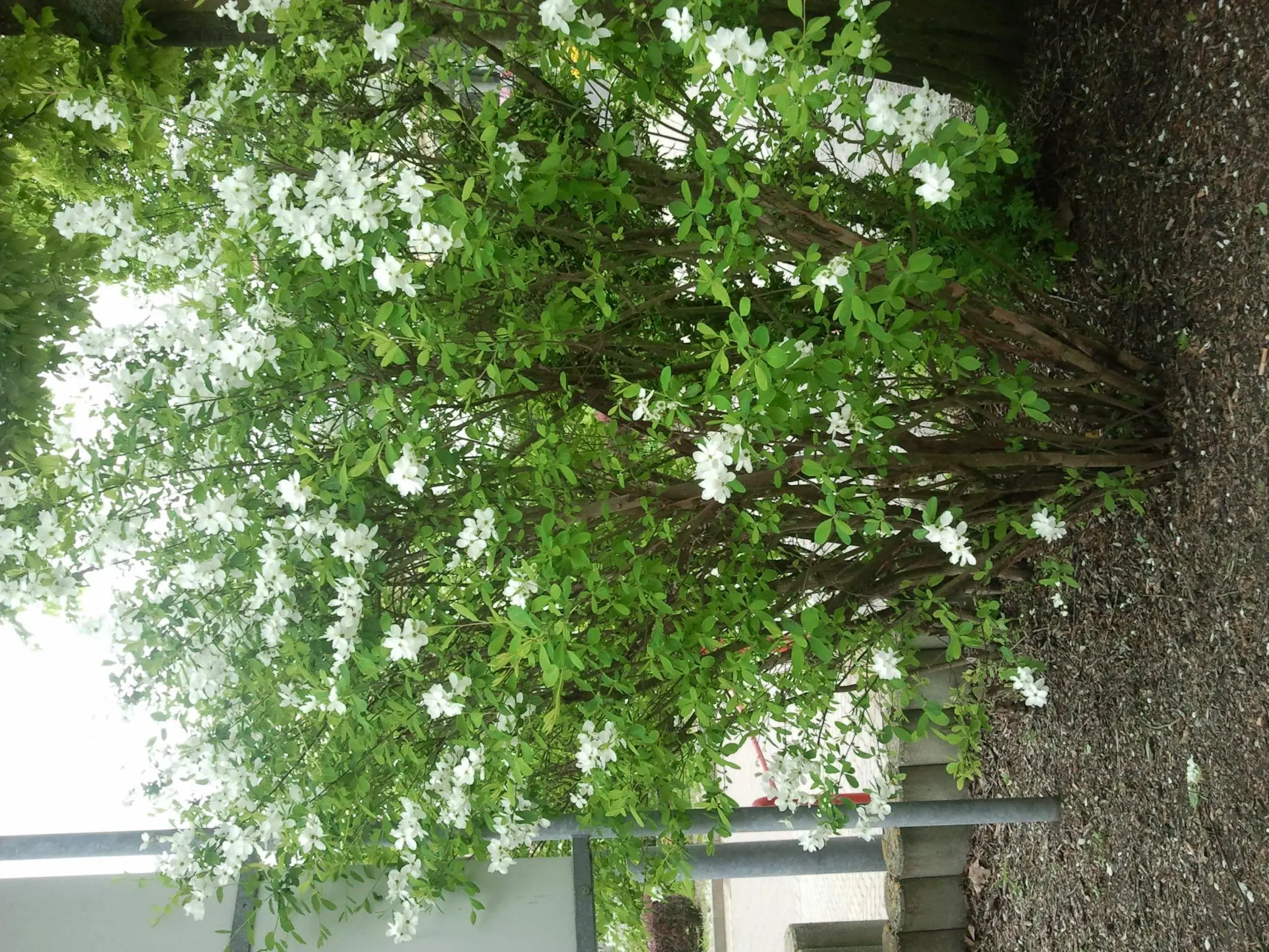 Was für ein Busch/Strauch?