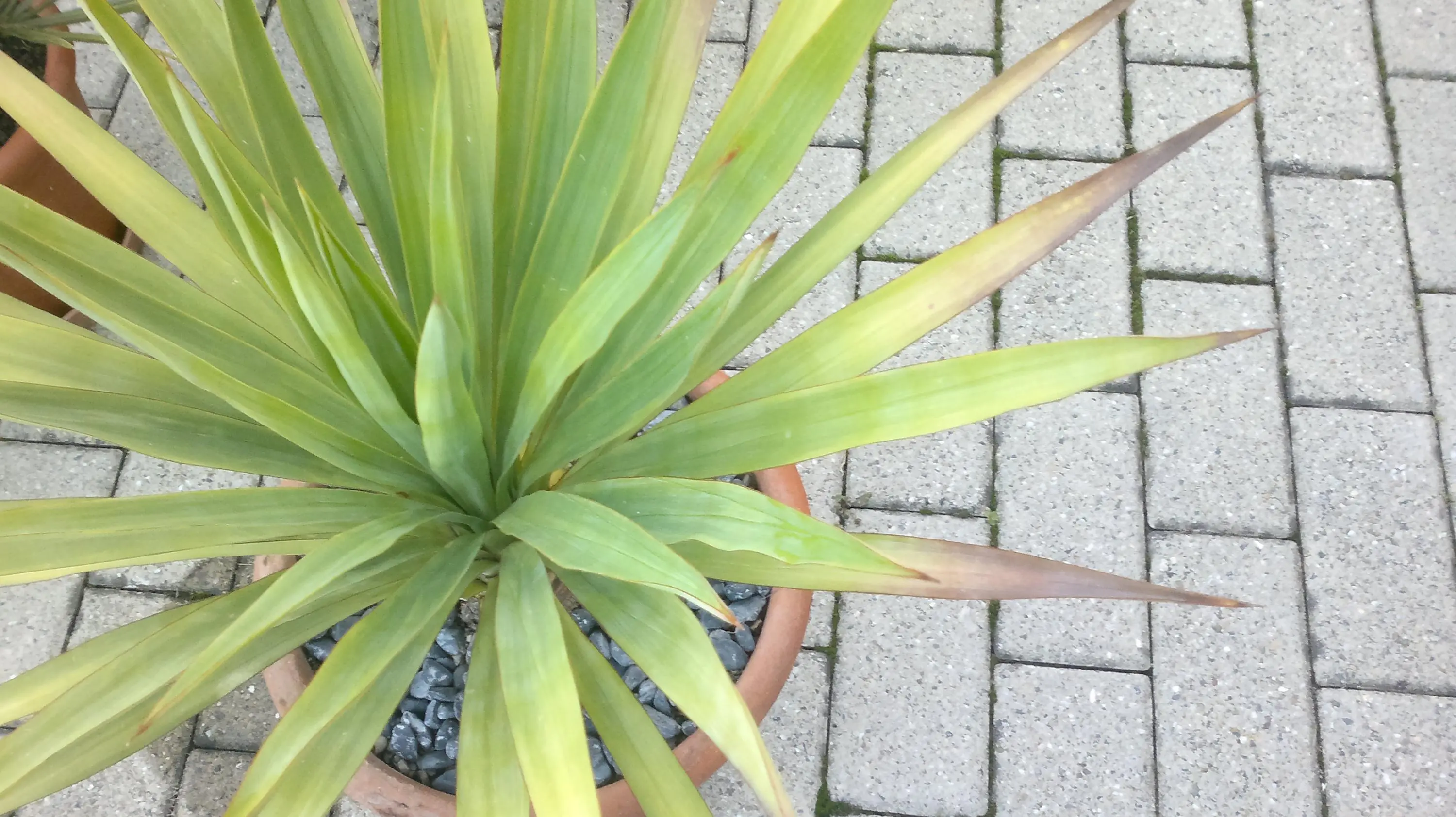 Yucca/ Palmlilie bekommt schwarze Blattspitzen