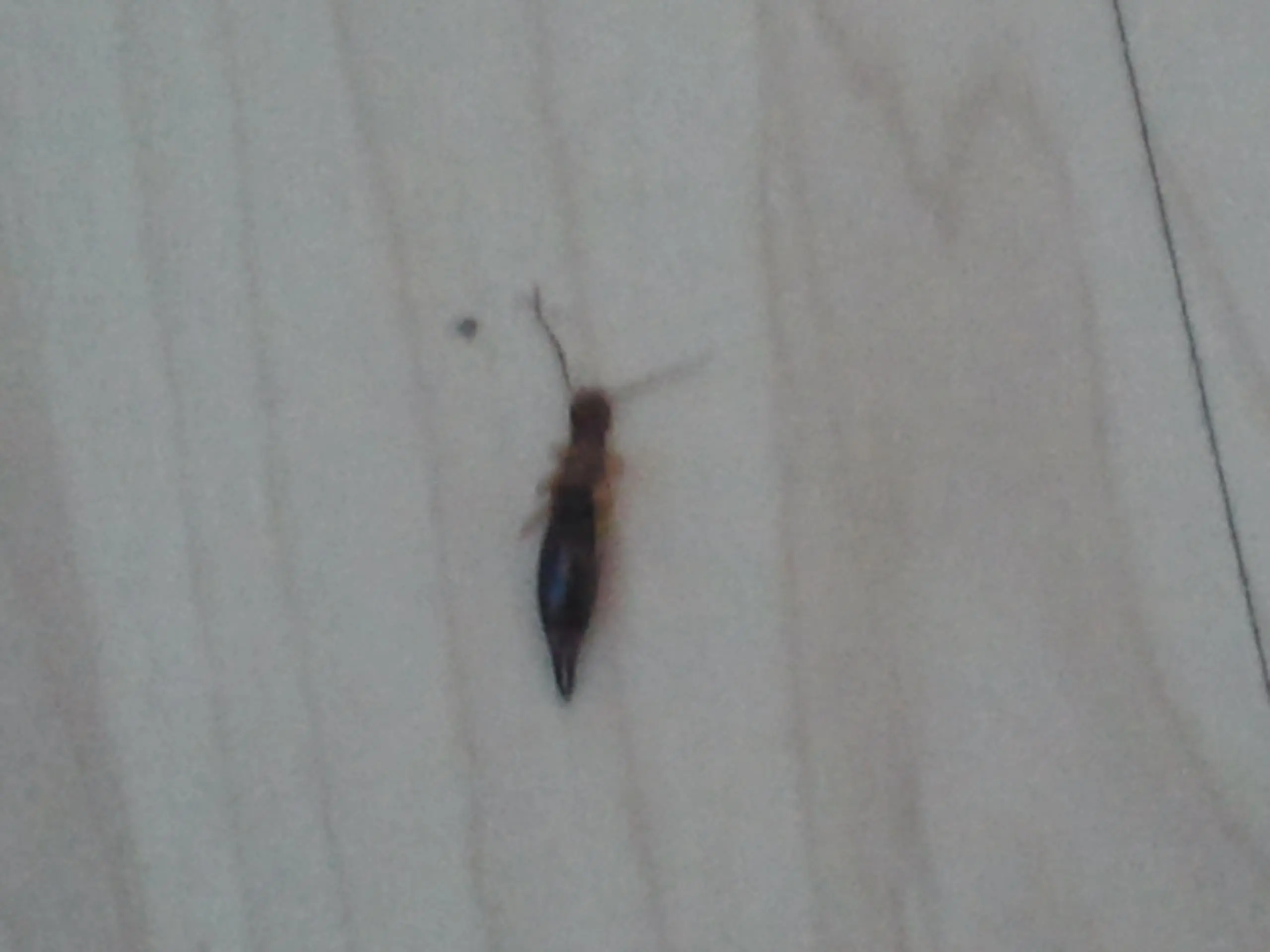 Käfer in der Wohnung!