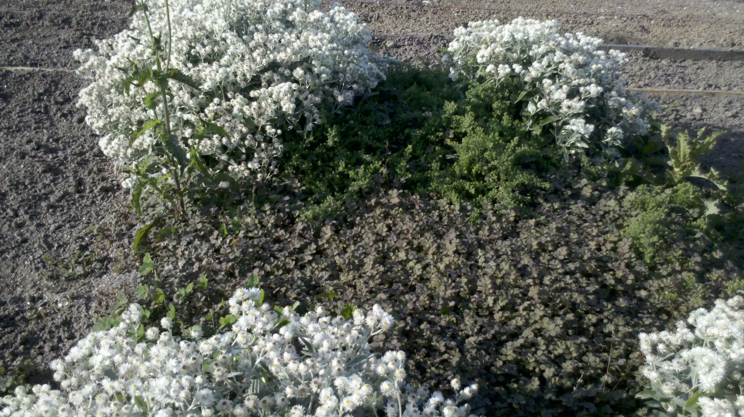 Welches Beikraut ist das?