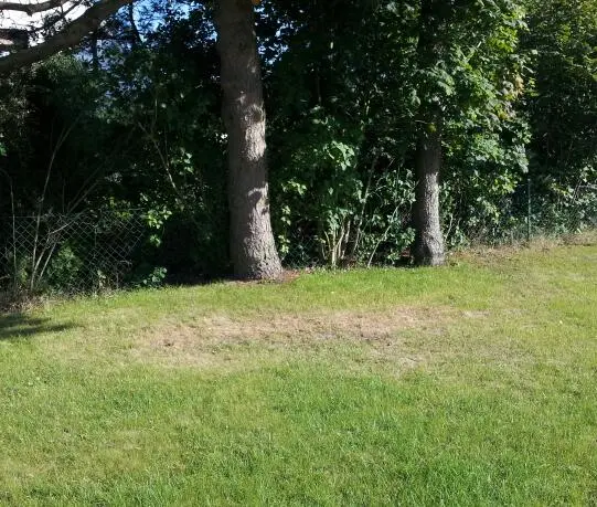 Rasen unter Kiefer in voller Sonne braun