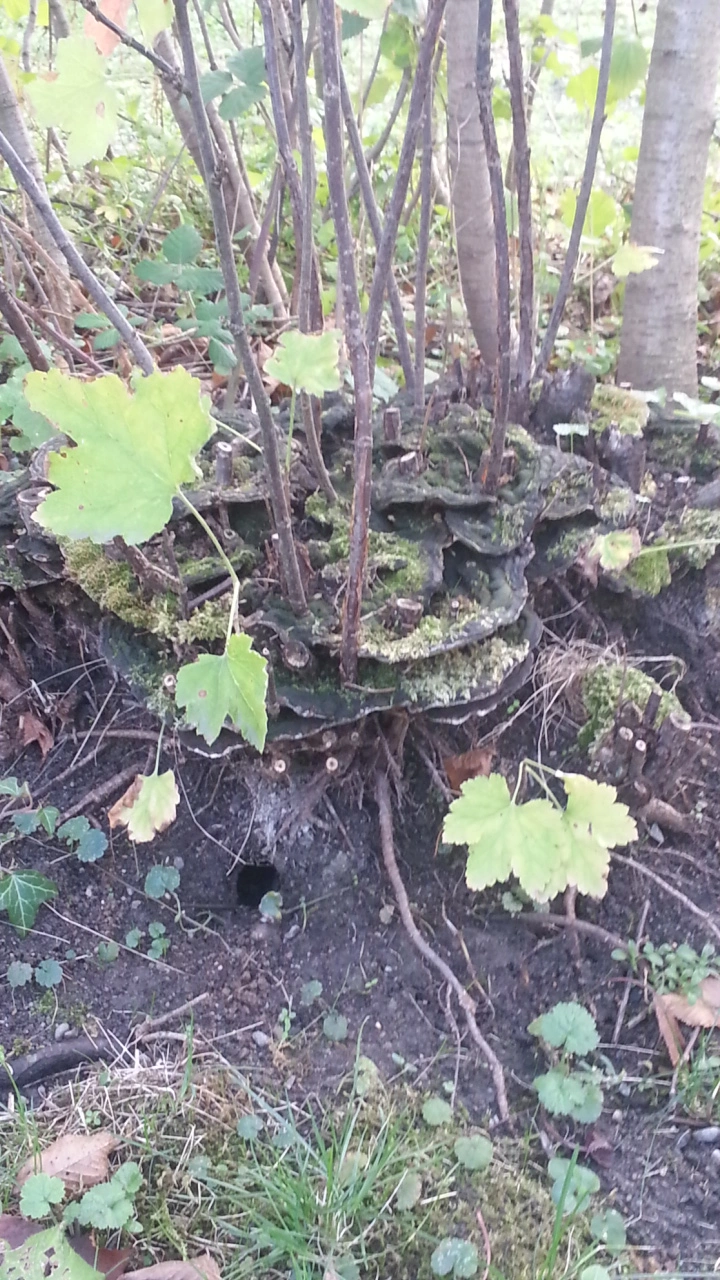 Komischer Pilz an der Johanissbeere