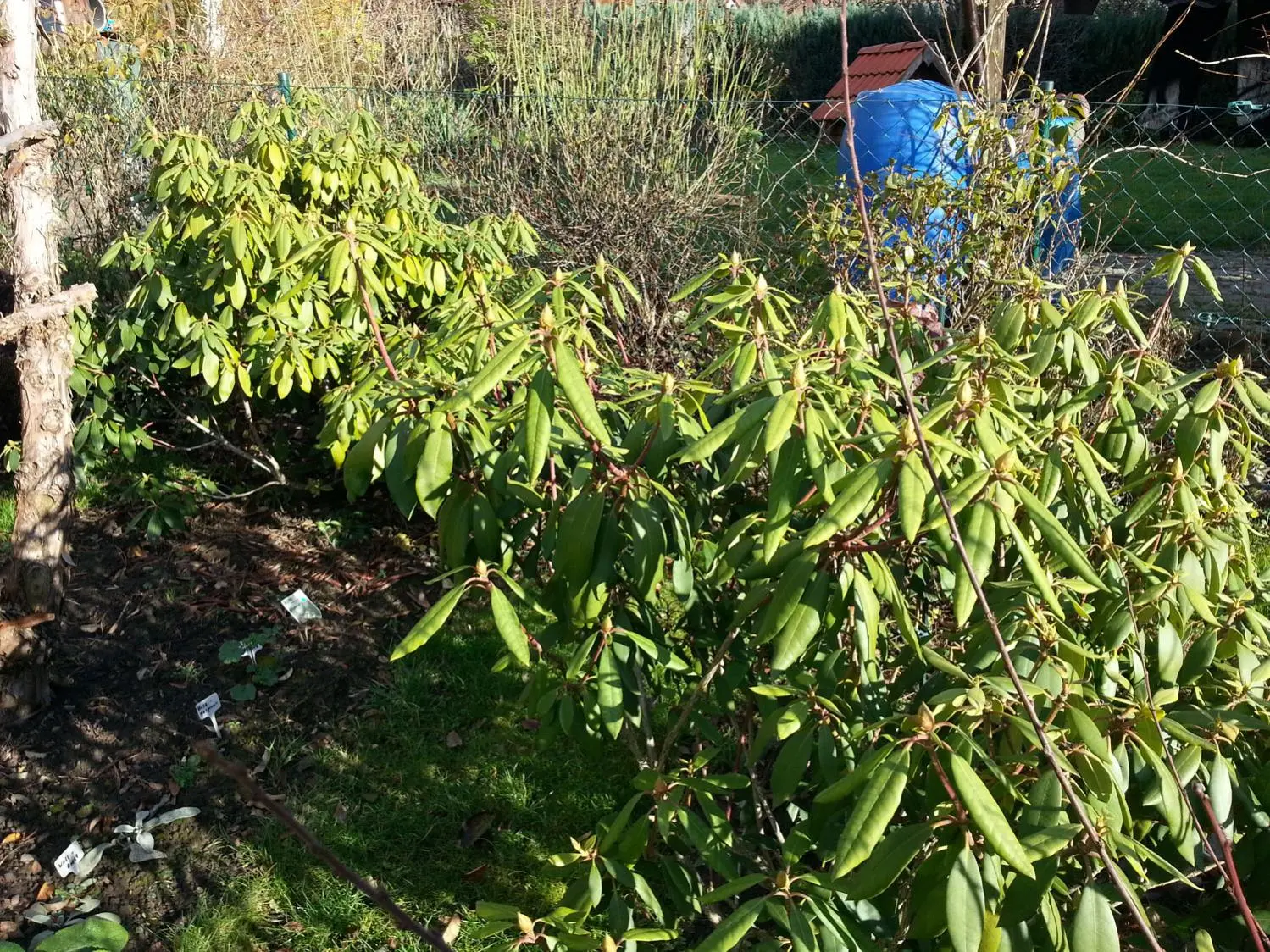 rhododendron bouturage Boursault Rhododendron – Plant Detectives main image 1