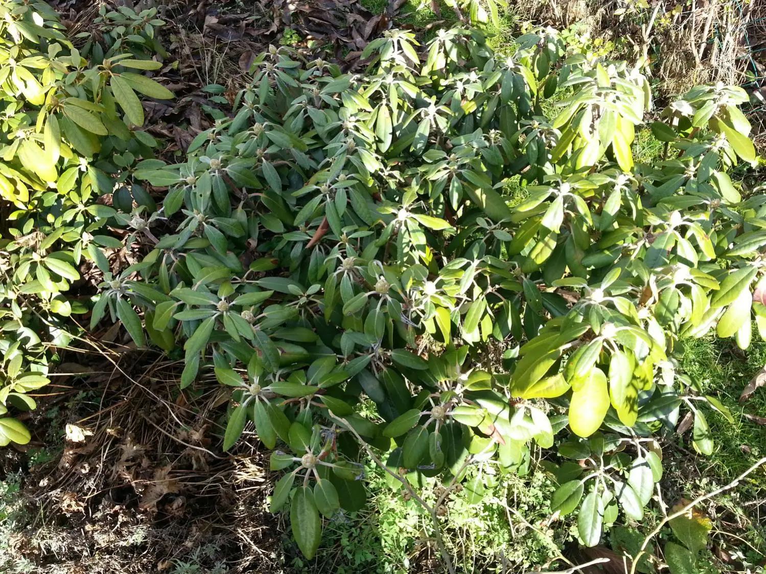 Rhododendren lassen die Bltter hngen - Hausgarten.net