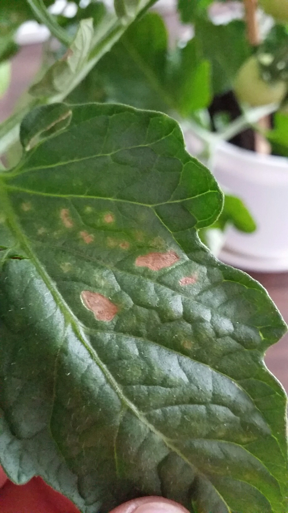 Braune, trockene flecken auf den Blättern