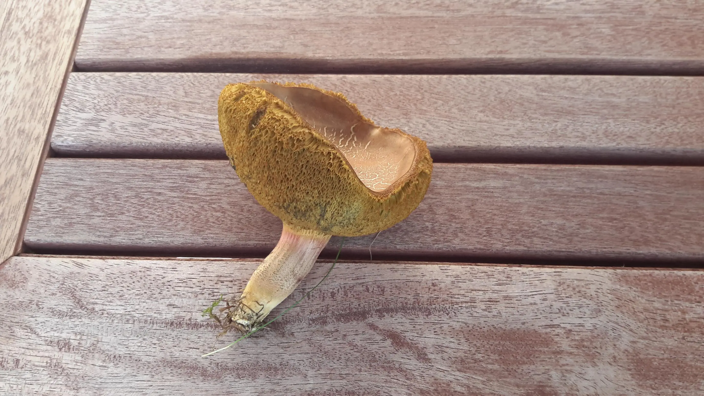 Pilz im Garten nur was für einer?