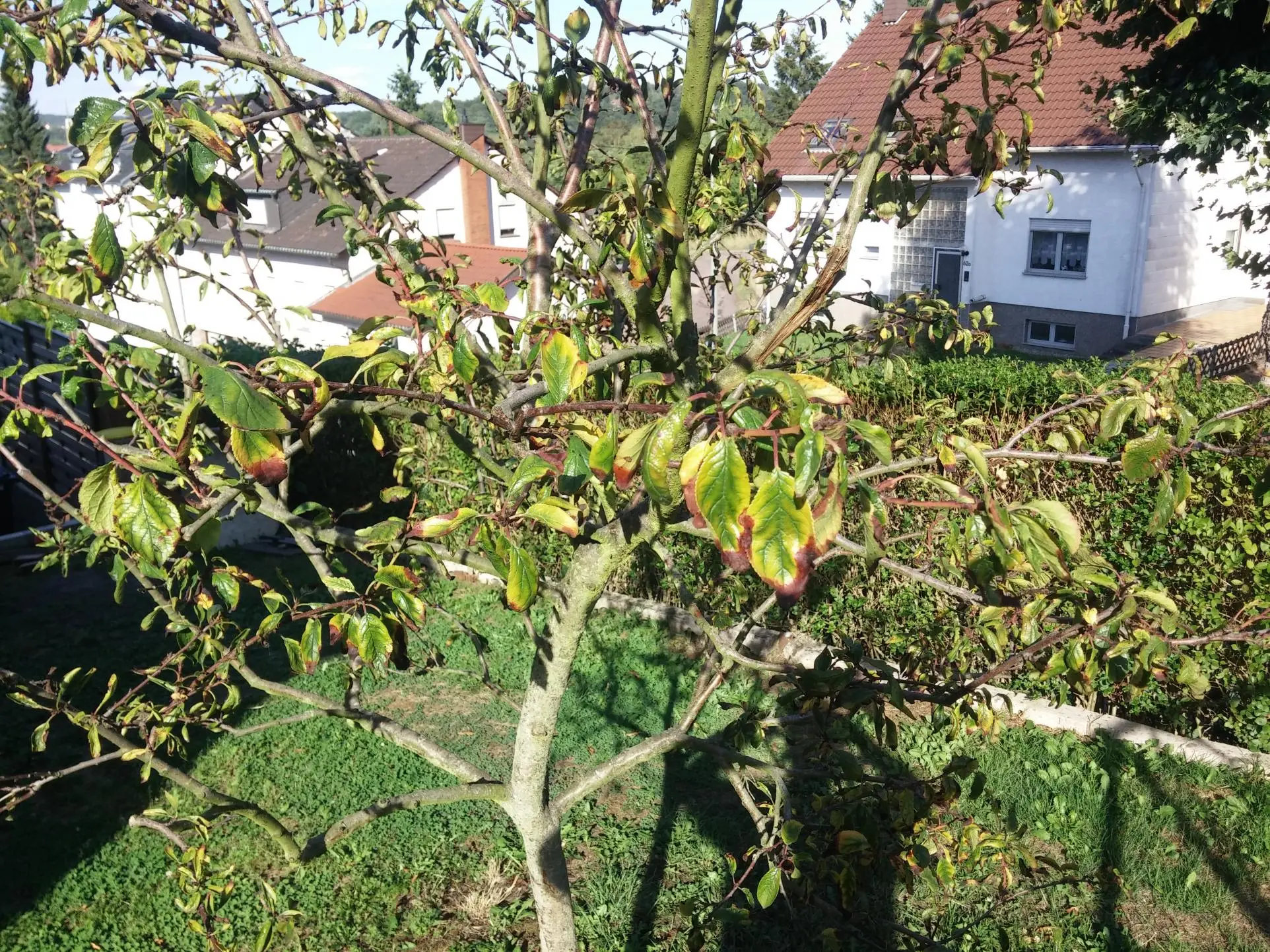 Gummifluss Krankheit Bei Meinem Marillenbaum? – NRGU