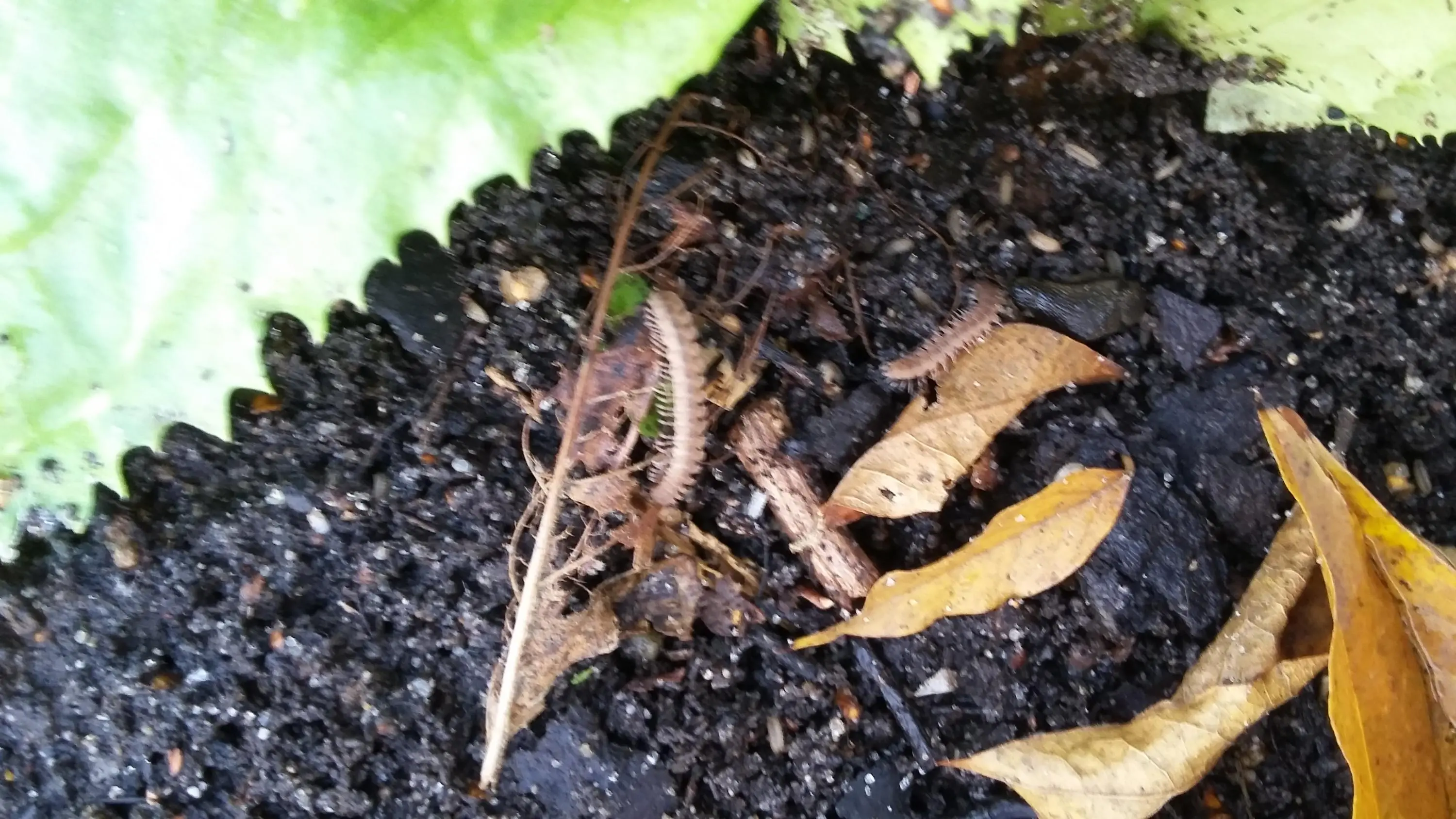 Schädlinge im Hochbeet Was ist das?