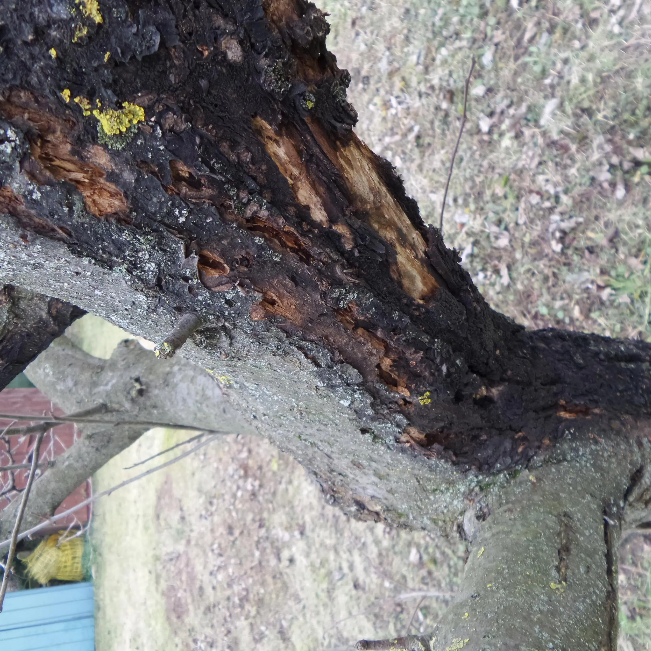 Apfelbaum: Schwarze Rinde - Diagnose? - Hausgarten.net