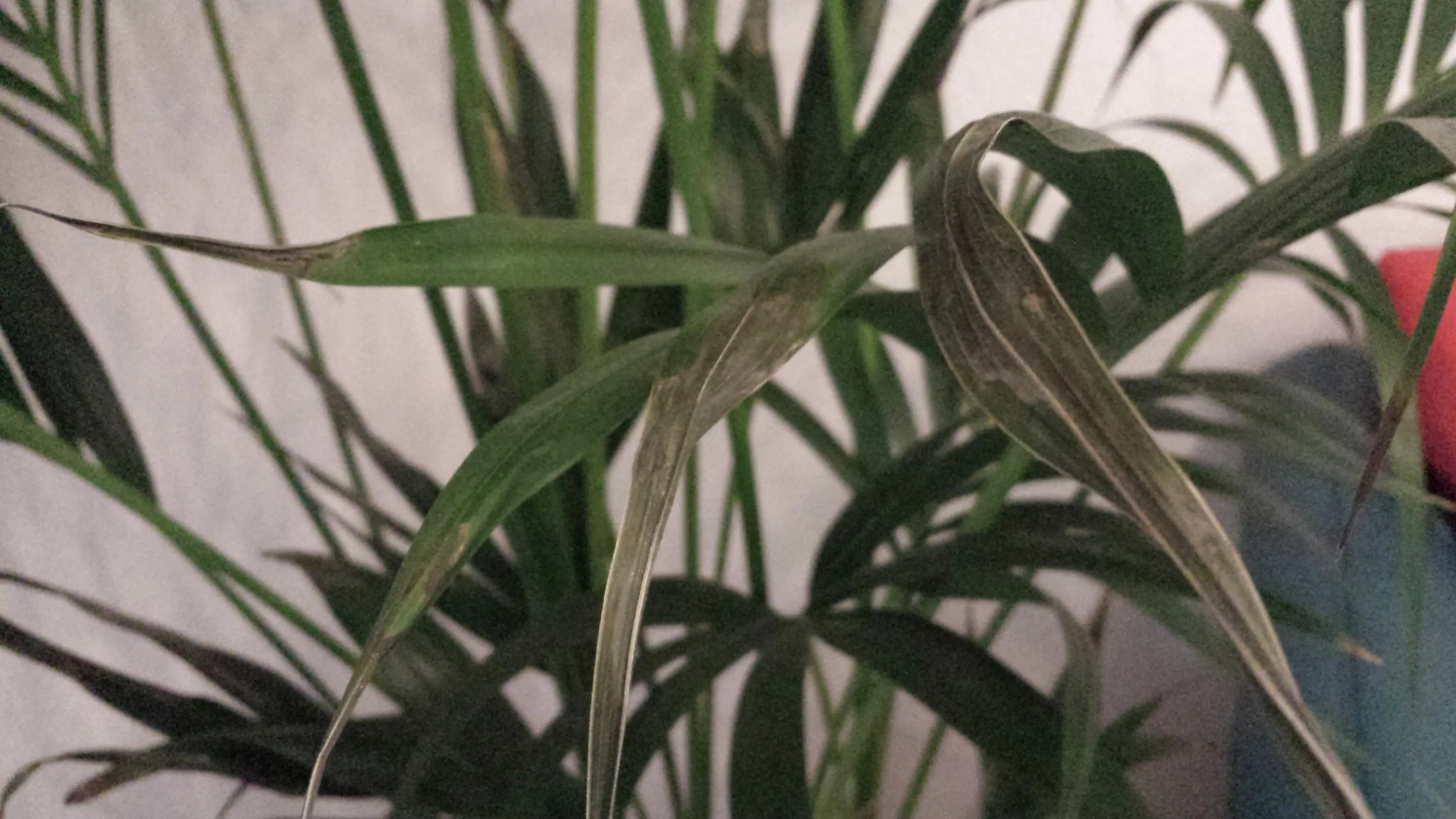 Kentia Palme bekommt graue Blätter
