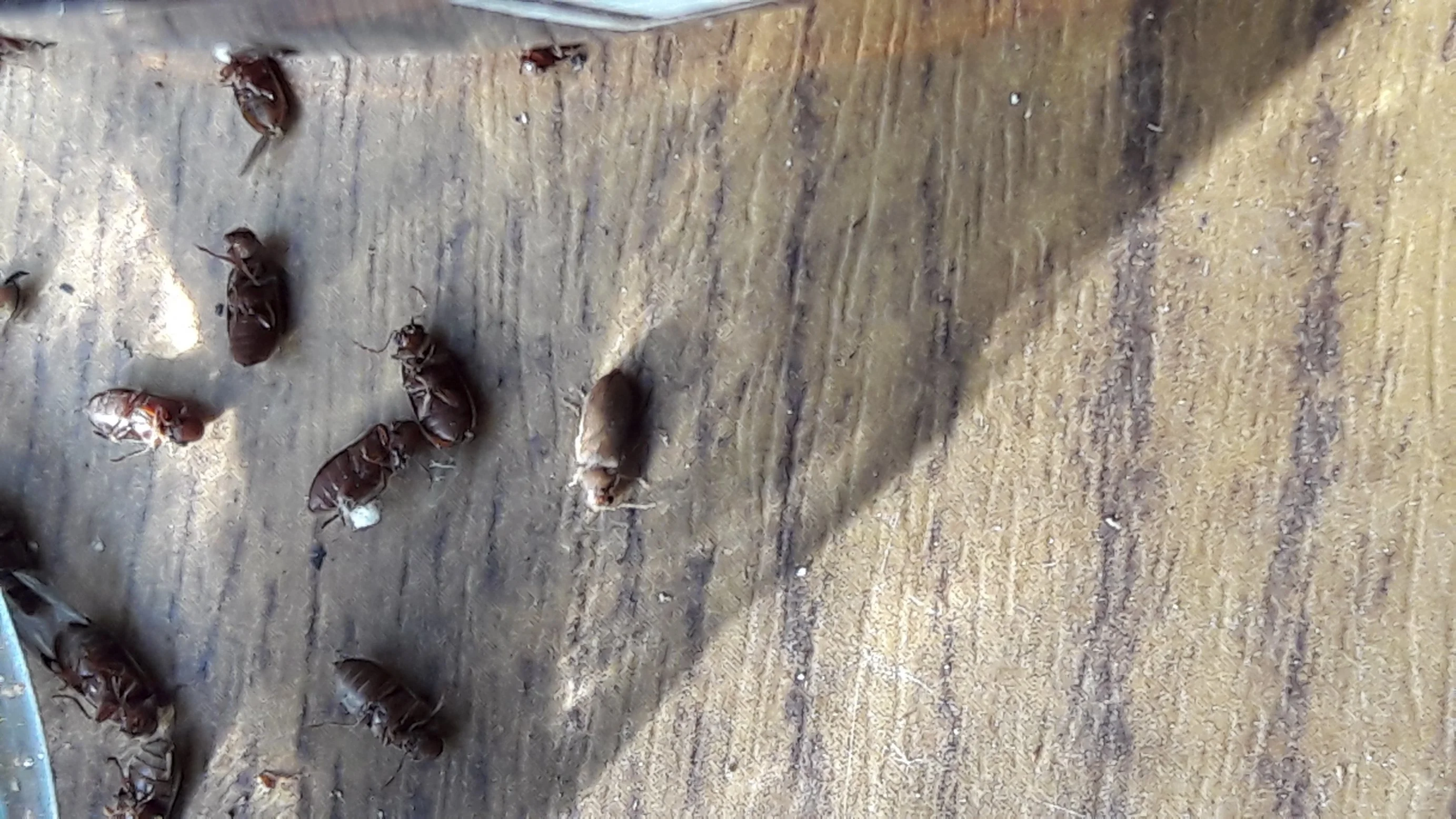 Braune fliegende Insekten am Garagenfenster