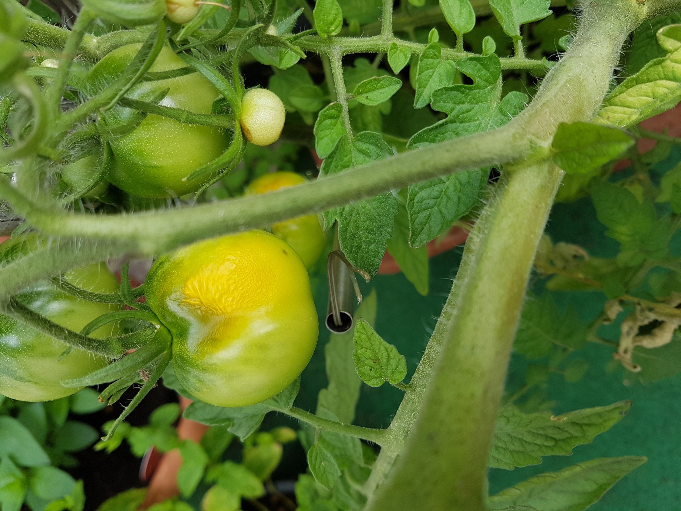 Tomaten Gelb , (nicht die Blätter) ist das schlimm??