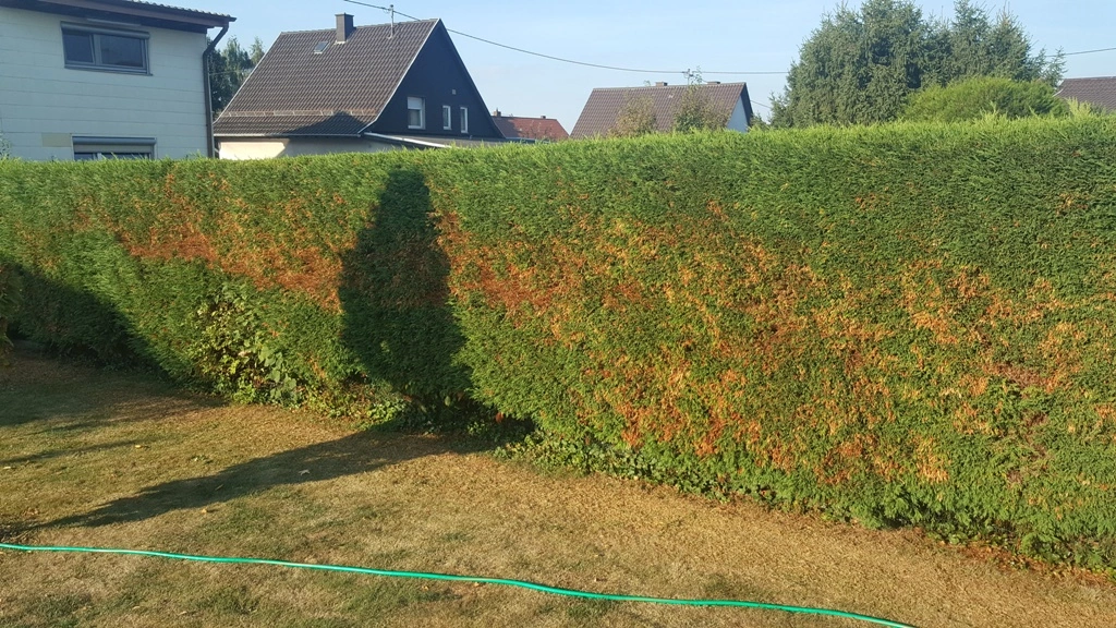 Wachst Abgeschnittene Thuja Nach
