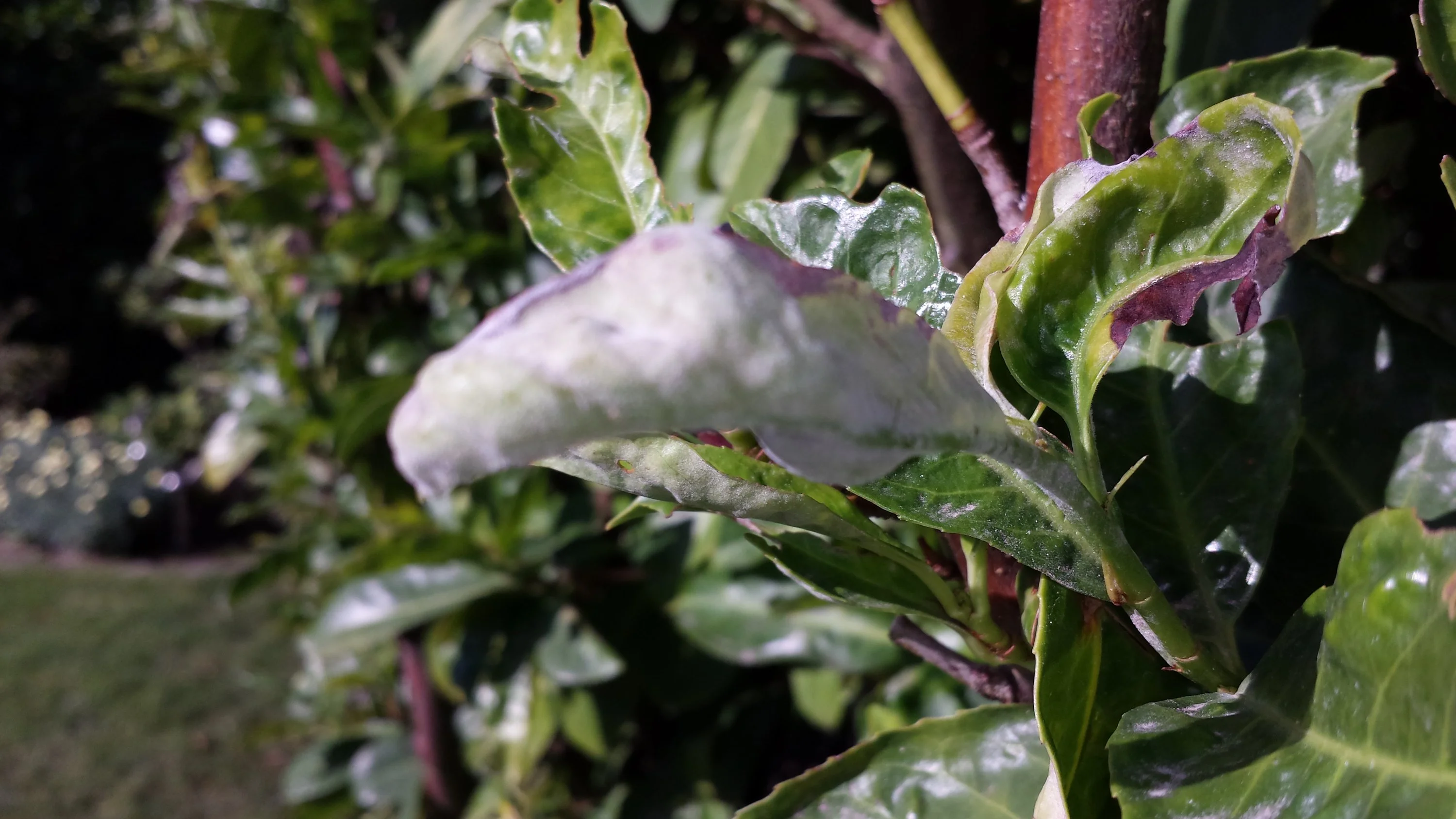 Falscher Mehltau im Kirschlorbeer weiß jemand Rat?