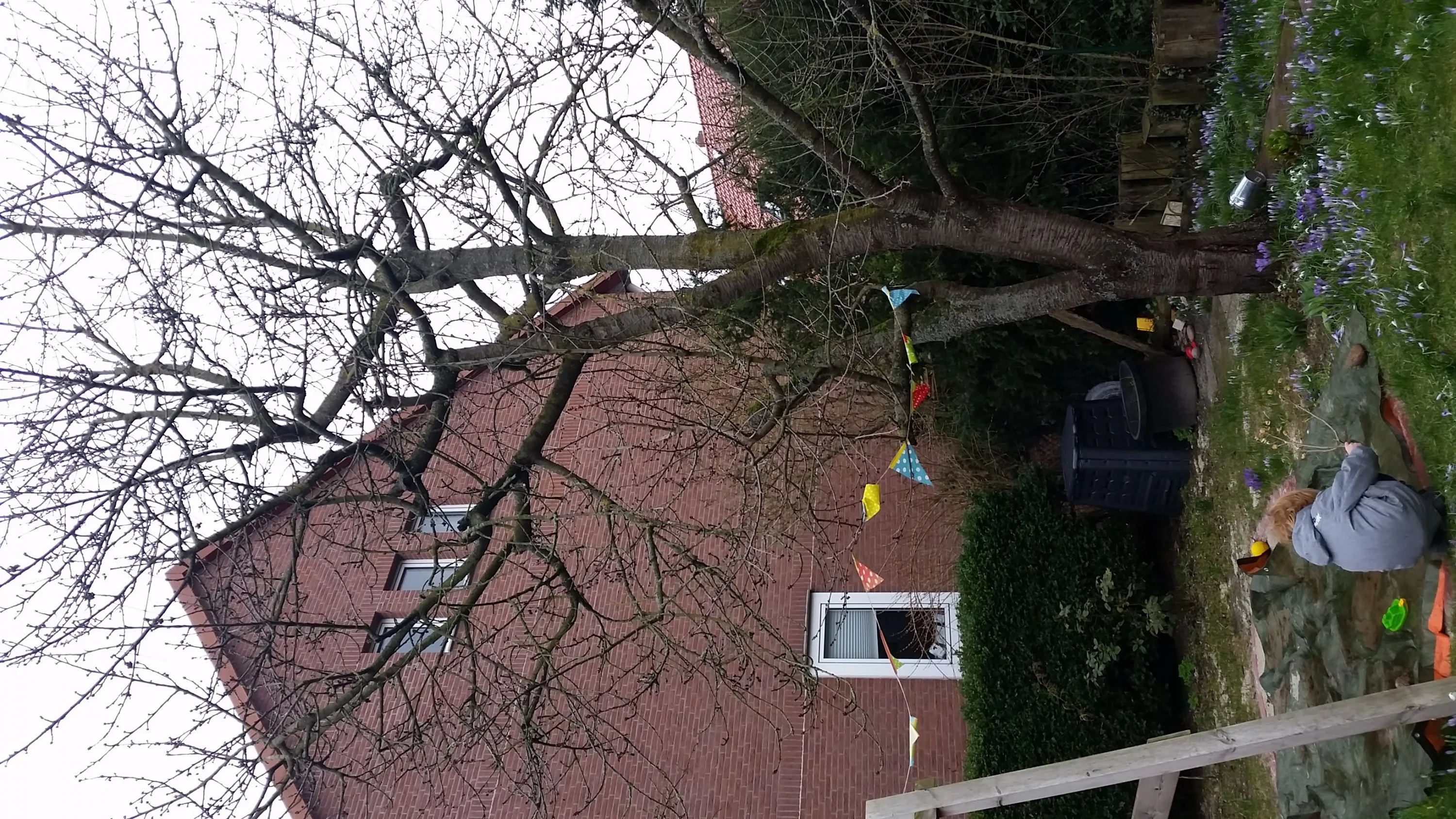 Alten Kirschbaum schneiden