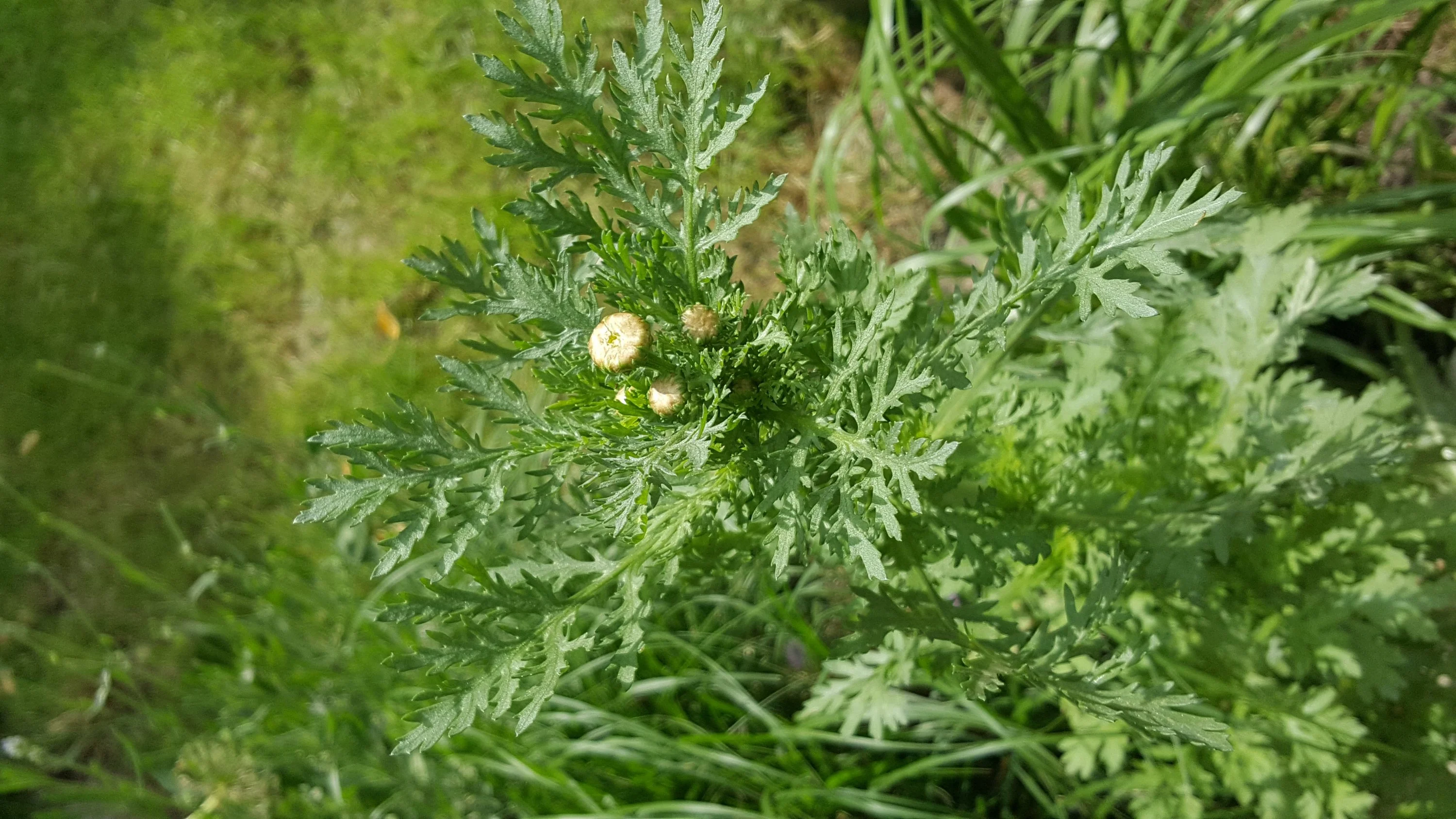 Welche Blume ist das?