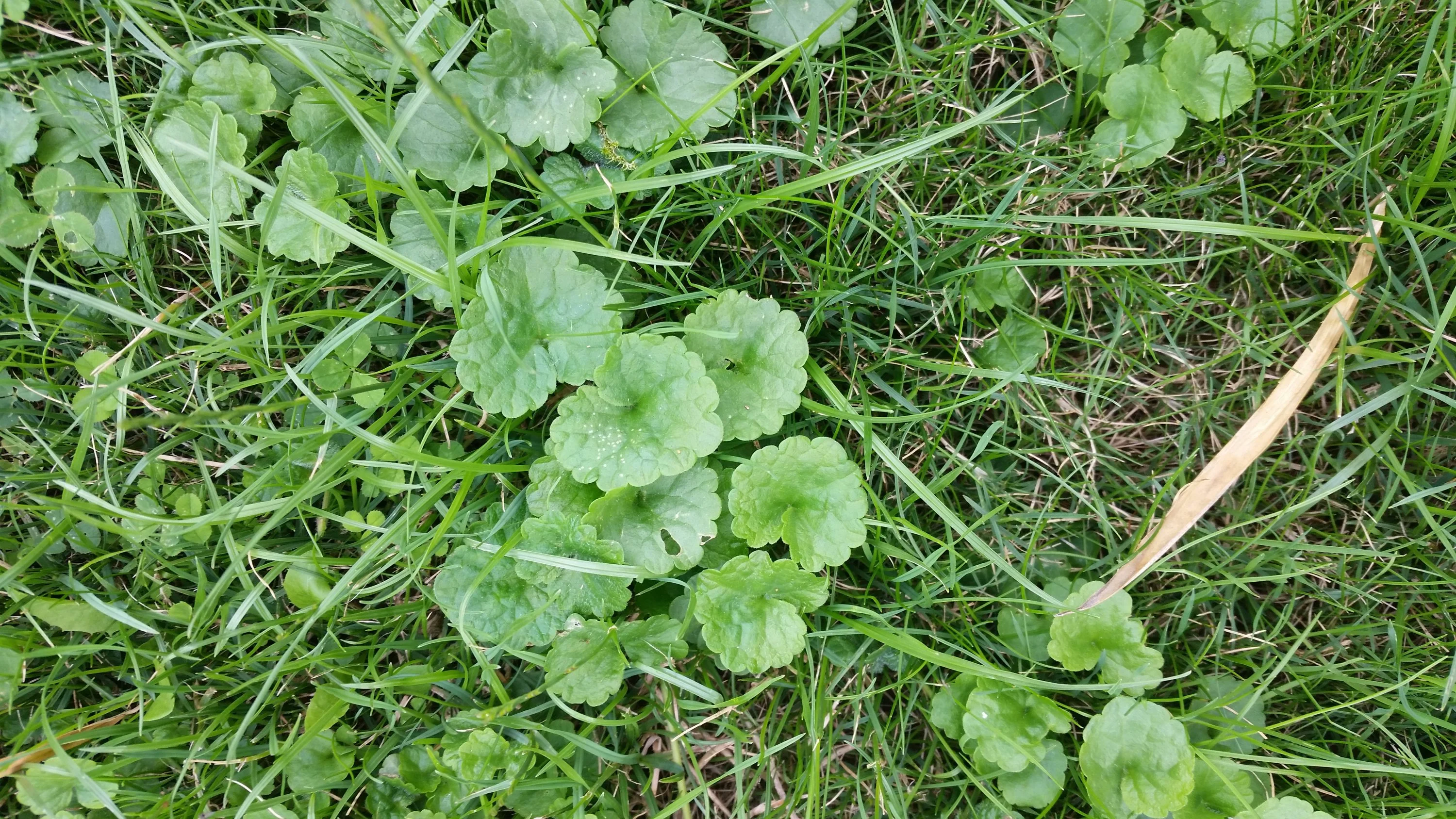 Unkraut bestimmung im Rasen