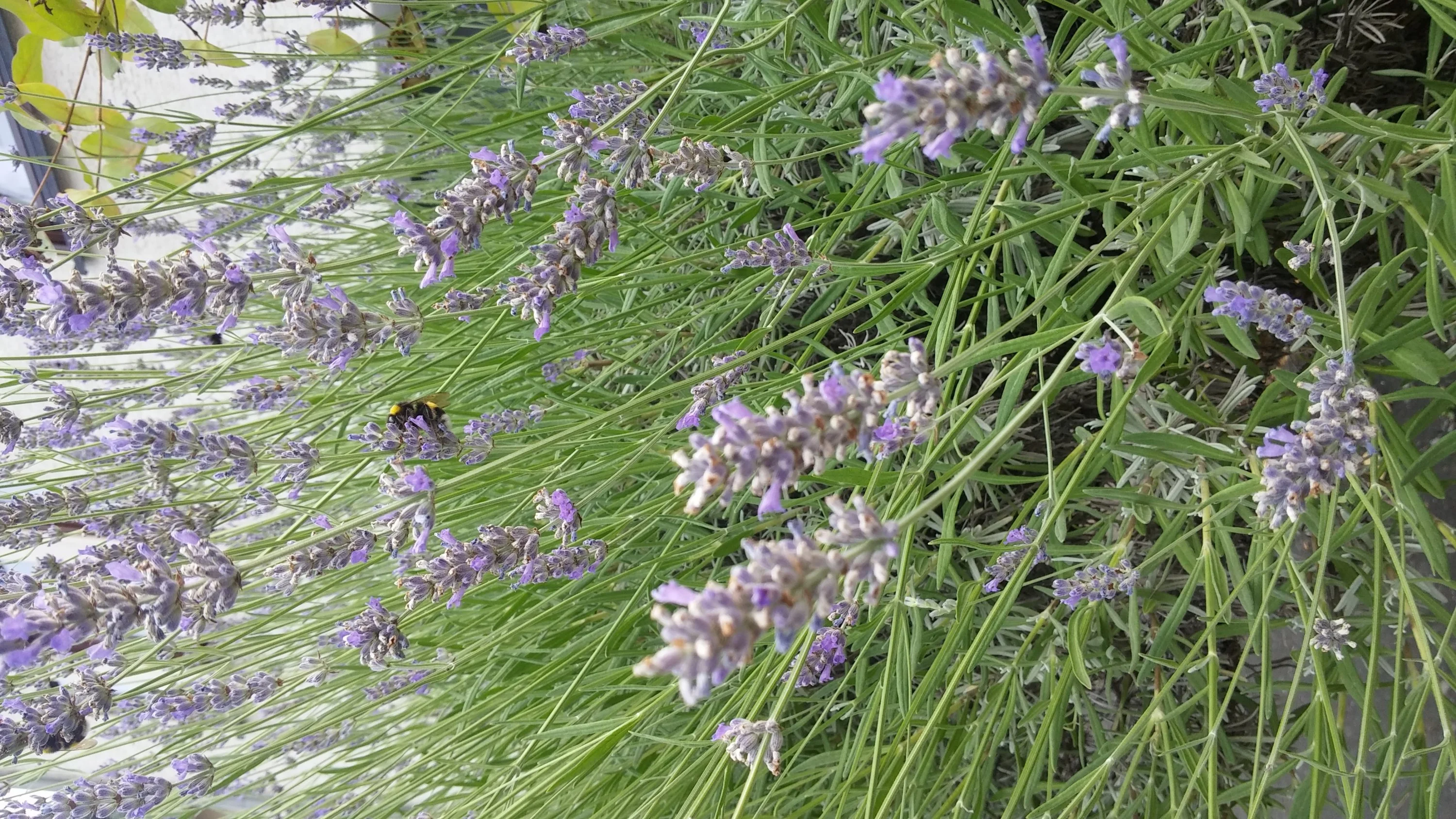 Strauch mit lila Blüten und dutzenden Hummeln
