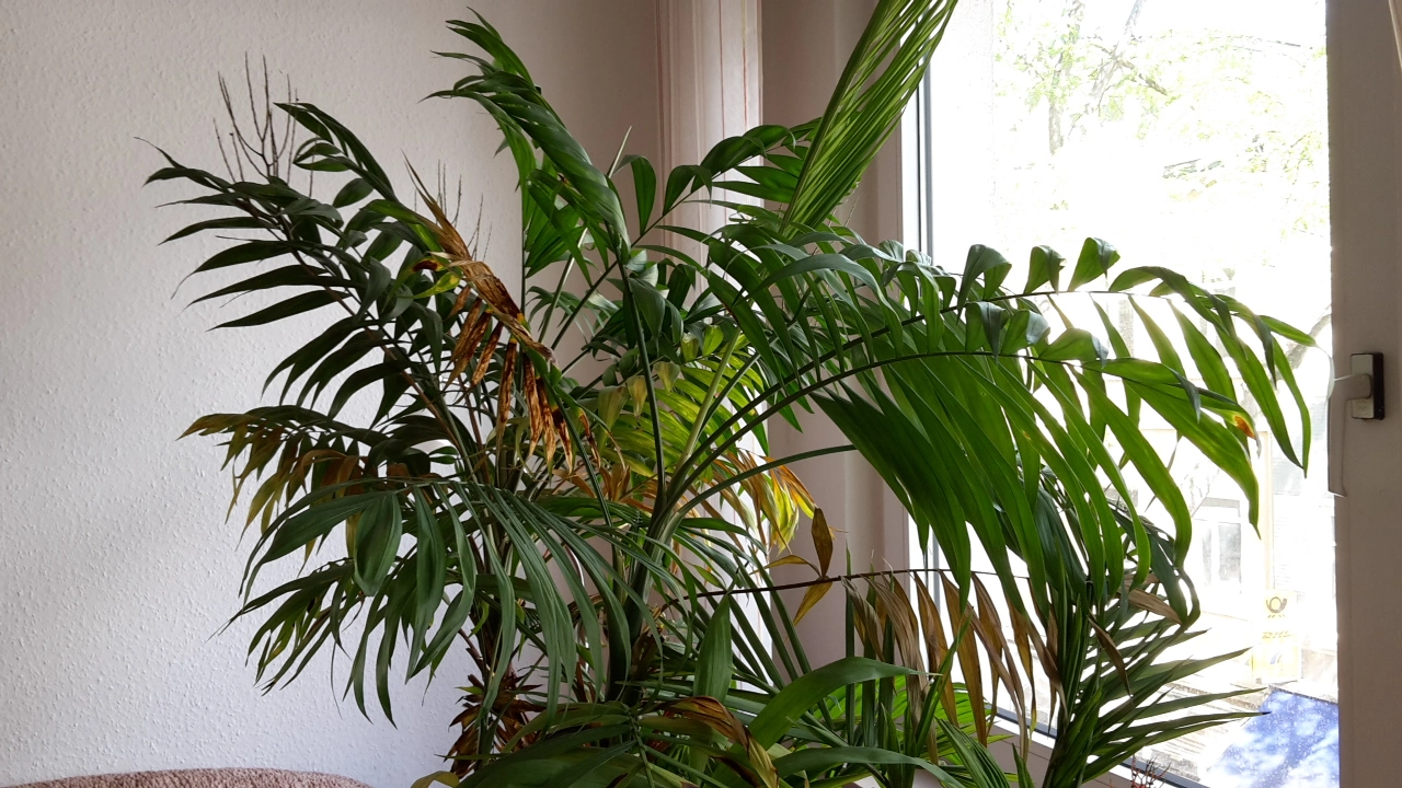 Welche Palme ist das und was hat sie?