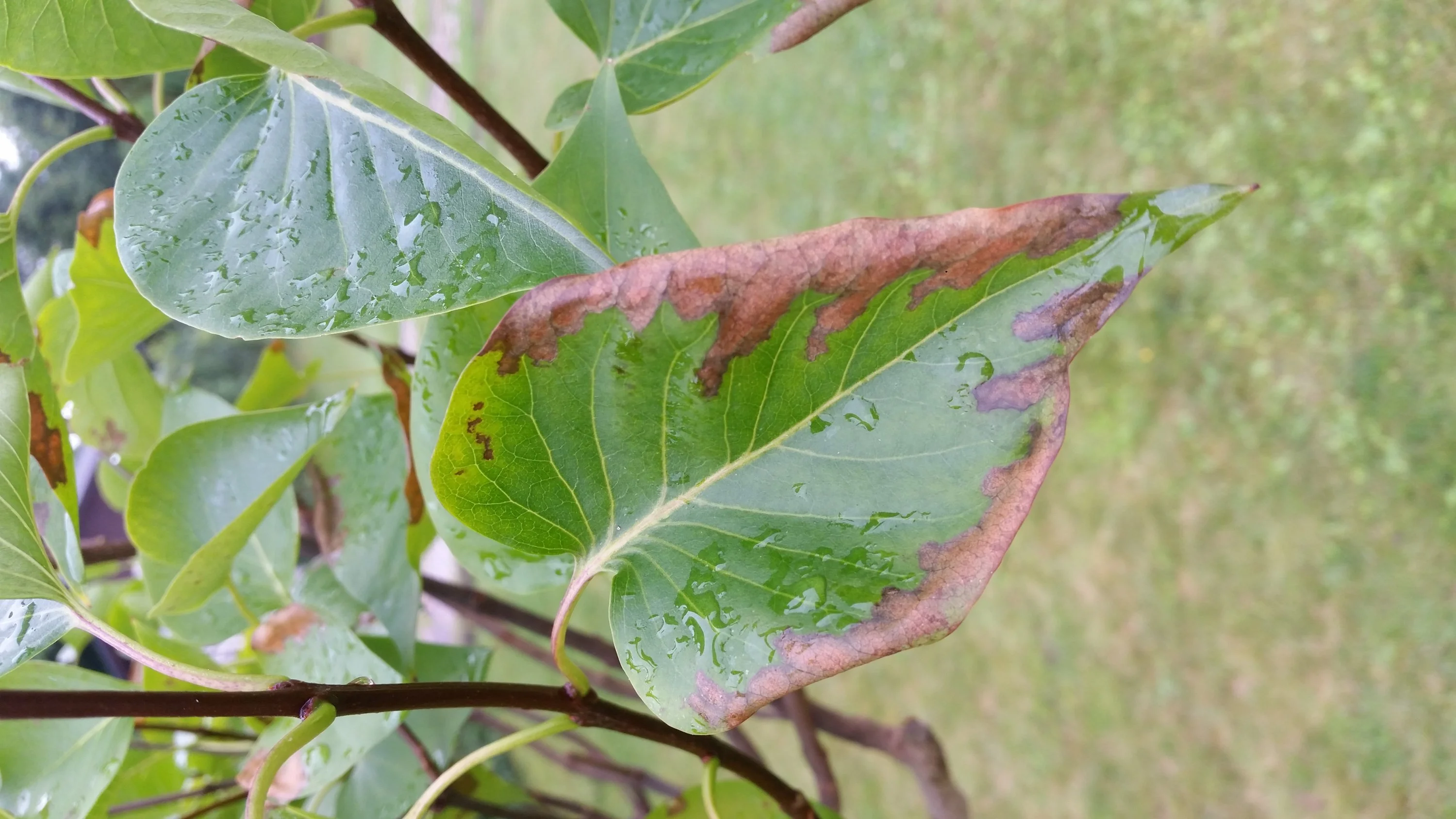 Flieder hat braune Flecken auf dem Blatt Pilz ? Viren?