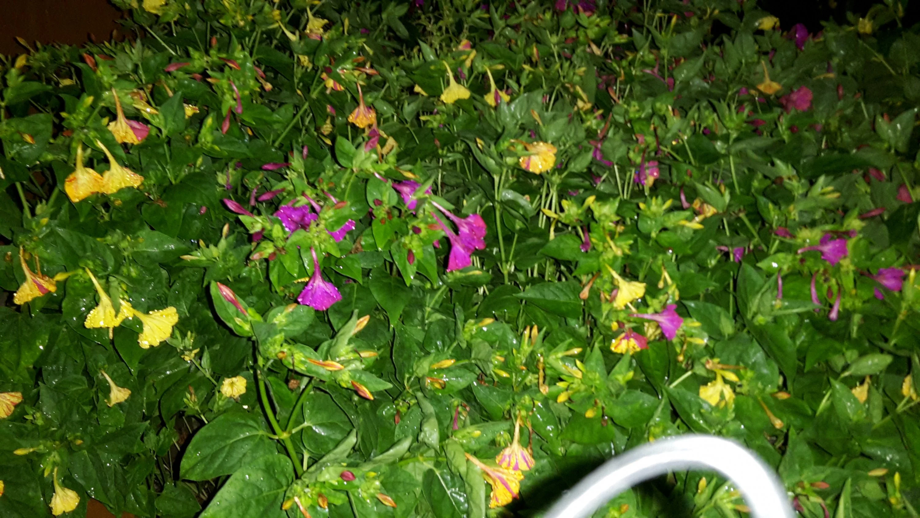 Gelöst Was ist da für eine Staude? Wunderblume
