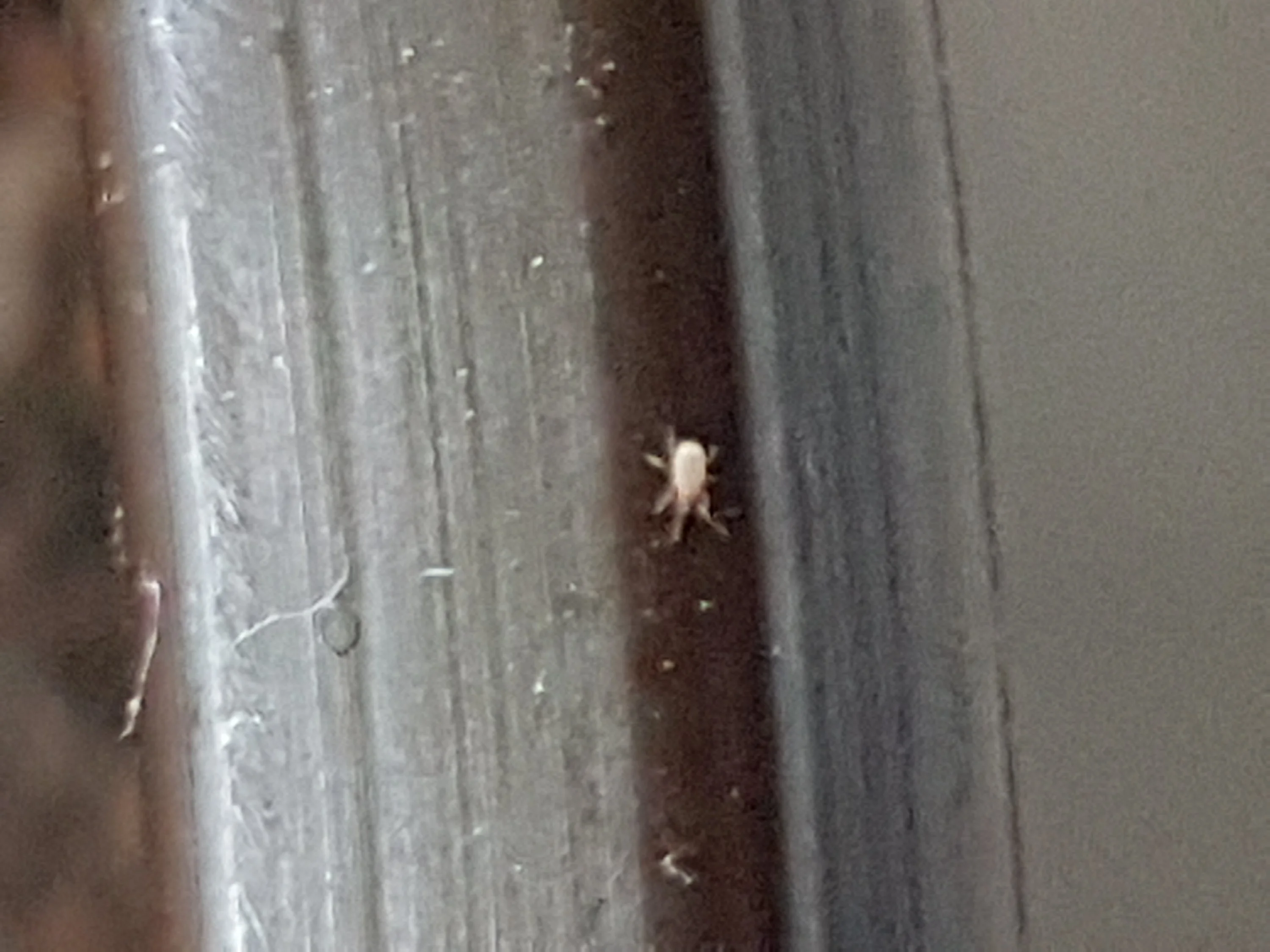 Krabbeltiere in der Blumenerde