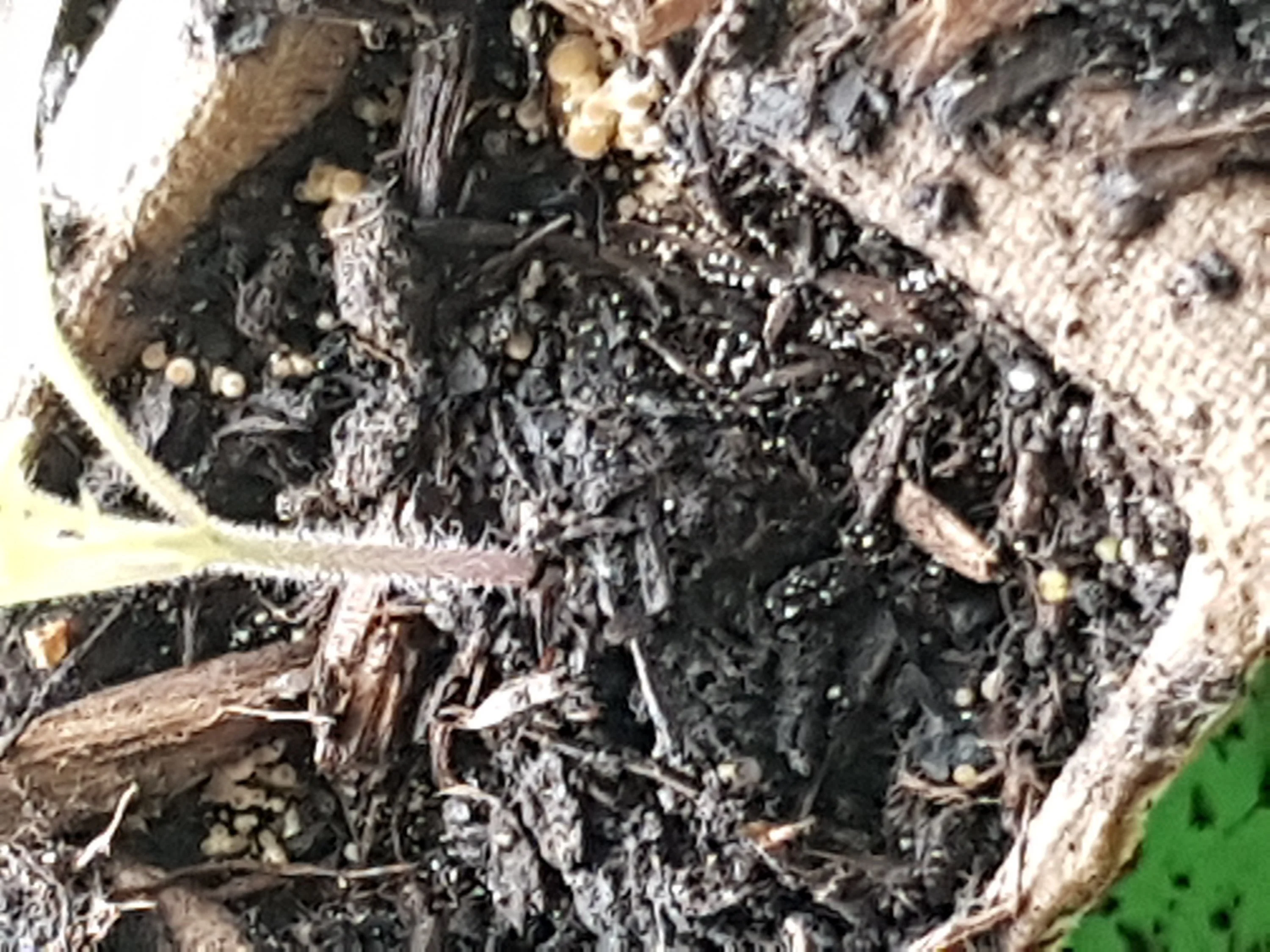 Wei e Eier Liegen Auf Der Erde Hausgarten