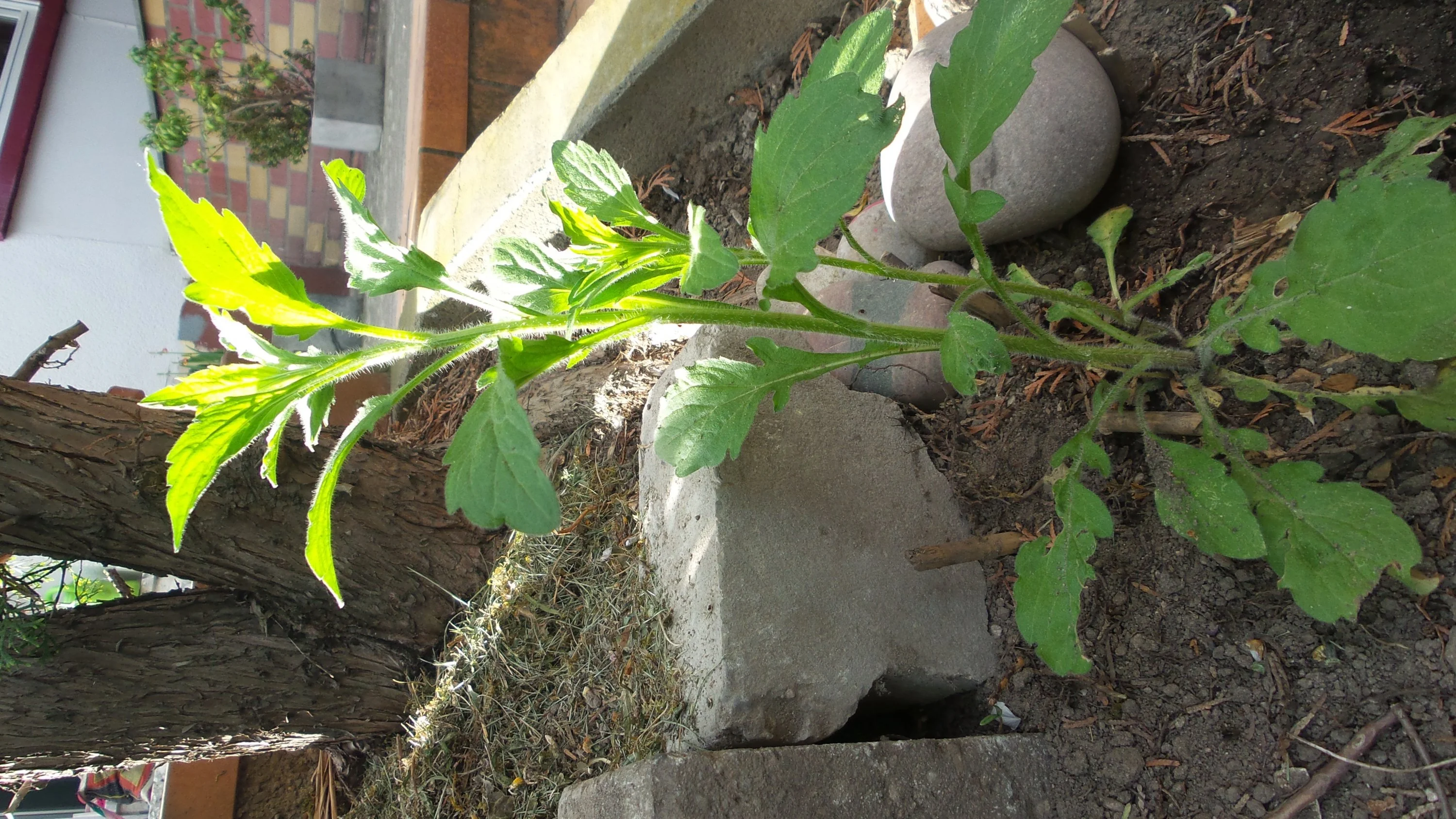 ÜBERALL!!! im Garten