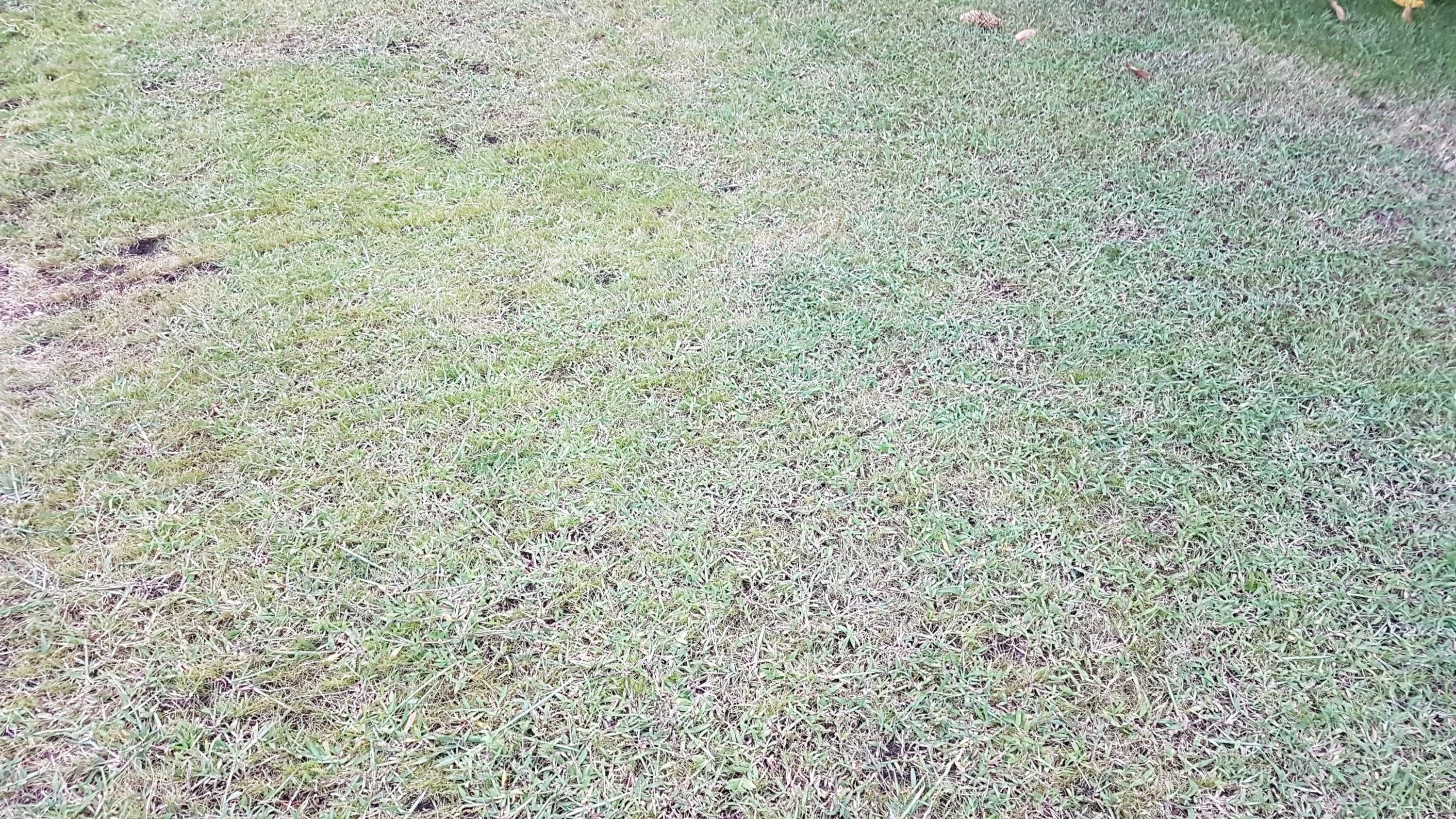 Rasen neu ausgesät...alles wieder hin in 2 Monaten...
