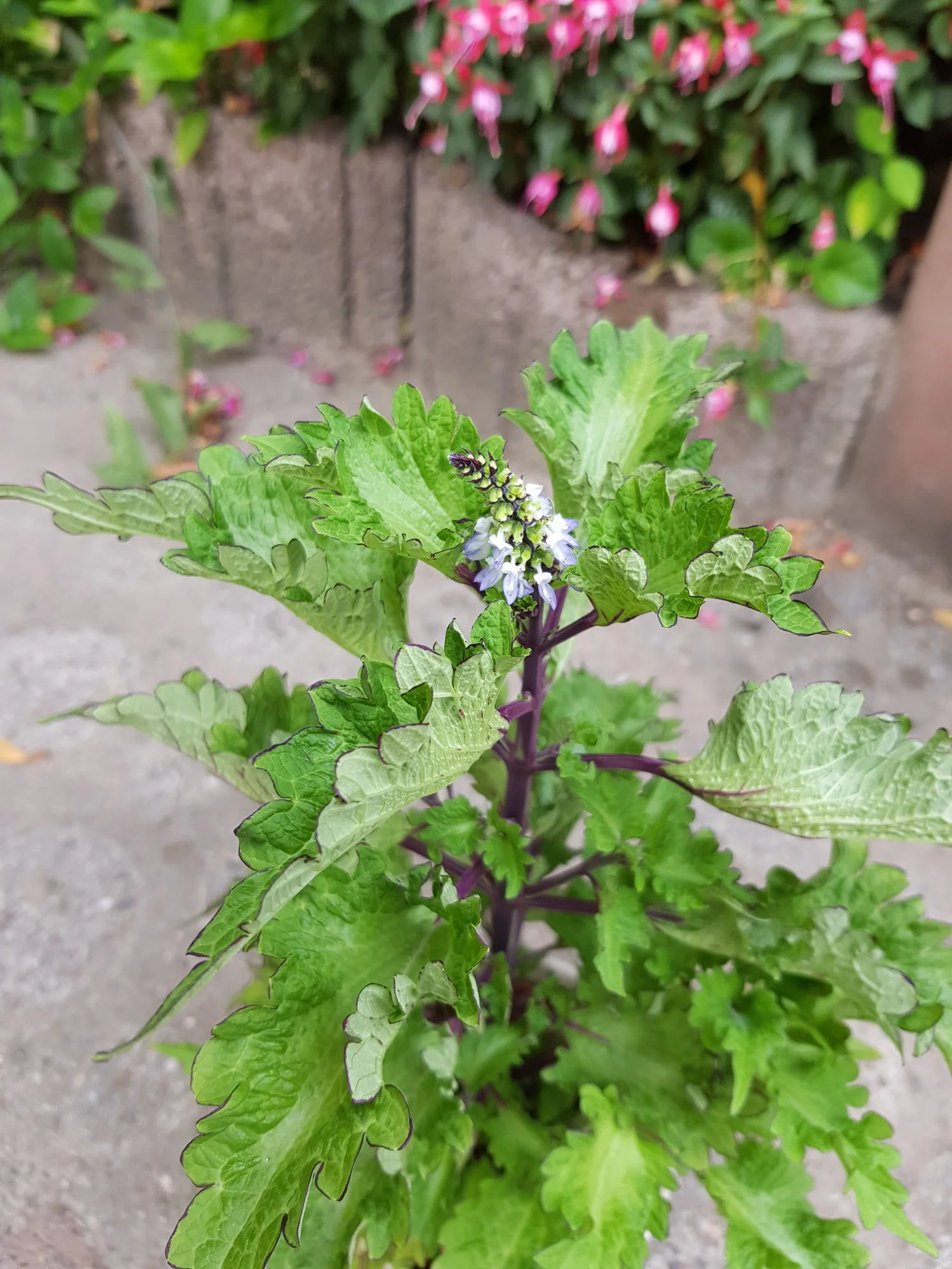 20180731_182838.webp